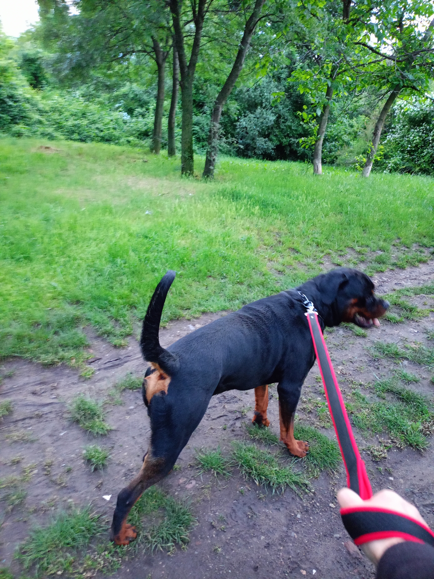 This image captures a first-person perspective of a person walking a dog in a natural setting, likely a park or wooded area in Sofia, Bulgaria. The main subjects are a large black and tan Rottweiler and the hand of its owner, visible in the foreground holding a red and black leash.
The Rottweiler is facing towards the right side of the frame, appearing alert with its mouth slightly open and tongue visible, possibly panting or sniffing. Its natural, undocked tail is curled upwards. The dog wears a black collar with what appears to be a metal clip connecting to the leash.
The setting consists of a dirt path mixed with patches of green grass in the midground and foreground. The background is dominated by a lush green environment, featuring numerous trees with full foliage and dense bushes, indicating a warm season like spring or summer. The lighting suggests it is daytime, possibly overcast or late afternoon, as there are no harsh shadows. The overall atmosphere is tranquil and natural. No visible text is present in the image.