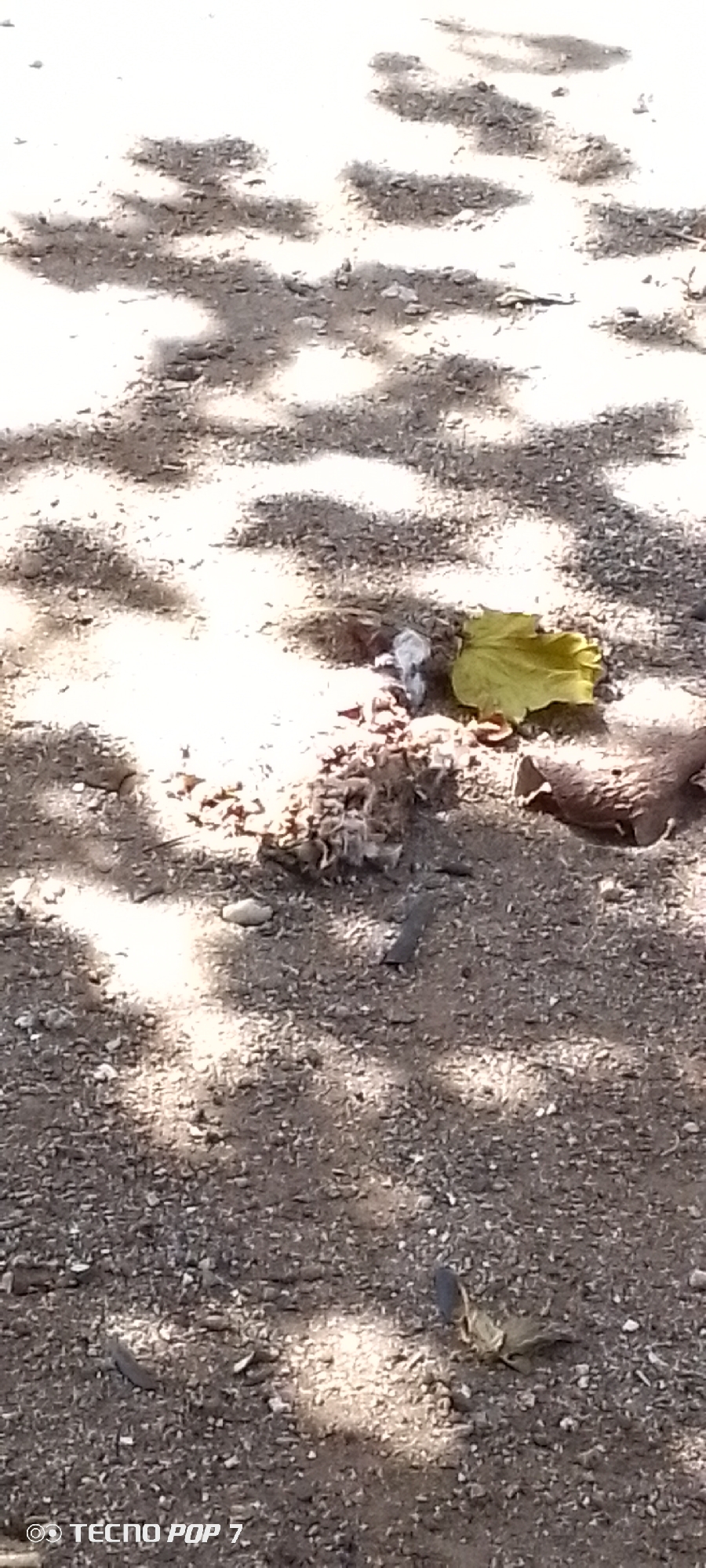 The image depicts a ground-level view of a sandy or gravelly surface, likely a pathway or outdoor area, in Altagracia, Venezuela. The ground is covered in small stones and dirt, with dappled shadows cast by overhead foliage, suggesting it is daytime and trees are present. In the center of the frame, there is a small cluster of what appears to be debris, including a few small, light-colored objects, possibly fragments of bone or shell, and a yellow leaf. To the right of this cluster, a larger, brown, woody object resembling a section of tree branch or log is visible. The bottom left corner of the image contains a watermark indicating "TECNO POP 7". No people or specific actions are depicted, the scene is static and focuses on the natural detritus on the ground.