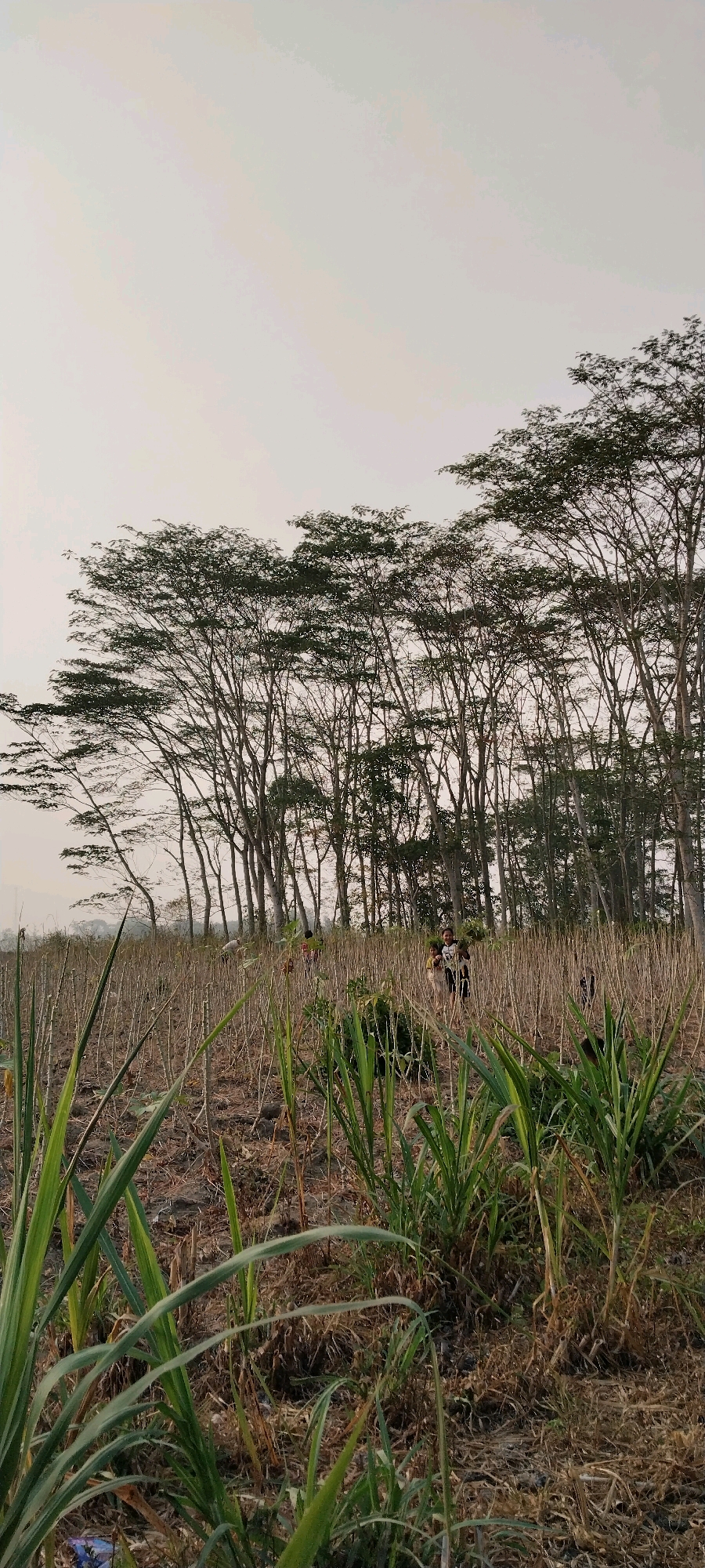 The image depicts a rural landscape in Tanjung Ratu Ilir, Indonesia, featuring a field with dry, harvested crops and scattered green shoots. A line of tall trees with sparse foliage borders the field in the background. In the middle ground, several individuals are visible working in the field, with some carrying bundles of what appears to be harvested vegetation. The sky is overcast and pale. The foreground is dominated by lush green grass, suggesting recent growth or a different type of vegetation. The overall scene portrays agricultural activity in a natural, unurbanized setting.