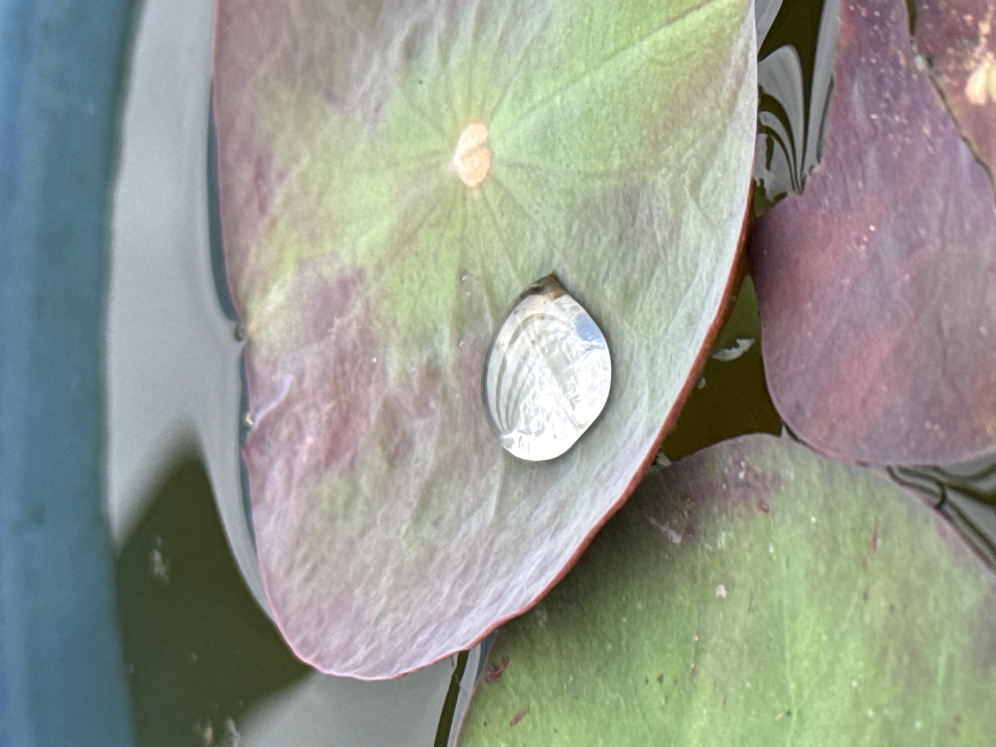 The image shows a close-up view of several lily pads floating in a body of water. A clear, circular water droplet rests on the surface of a lily pad. The pads vary in color, with some exhibiting green and others burgundy. The water is dark and reflects light, creating visual patterns on the surface. The location of the image is Pokhara, Nepal.