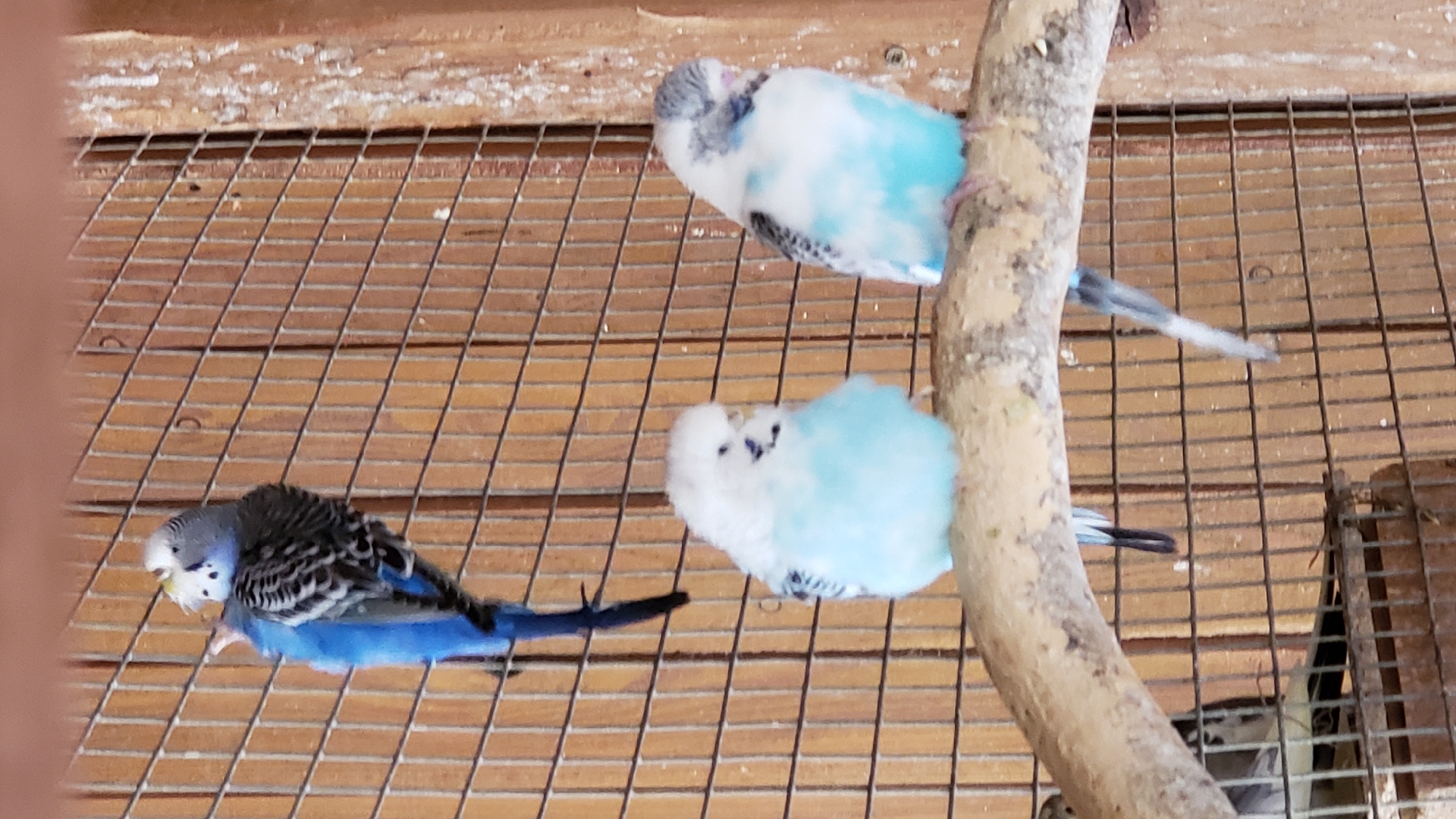 Three budgerigars are perched in a cage. One budgerigar is positioned at the top left of the image, with its body facing left and its head turned to the right. It has a blue body with black and white markings on its wings and head. Below and to the right, two other budgerigars are perched on a branch. The budgerigar on the left has a predominantly white body with light blue feathers on its chest and abdomen. The budgerigar on the right has a white body with grey and black markings on its head and wings, and light blue feathers on its chest and abdomen. The cage has a wooden background and metal bars. There are no people visible in the image. The location is not specified in the image, nor can it be inferred.