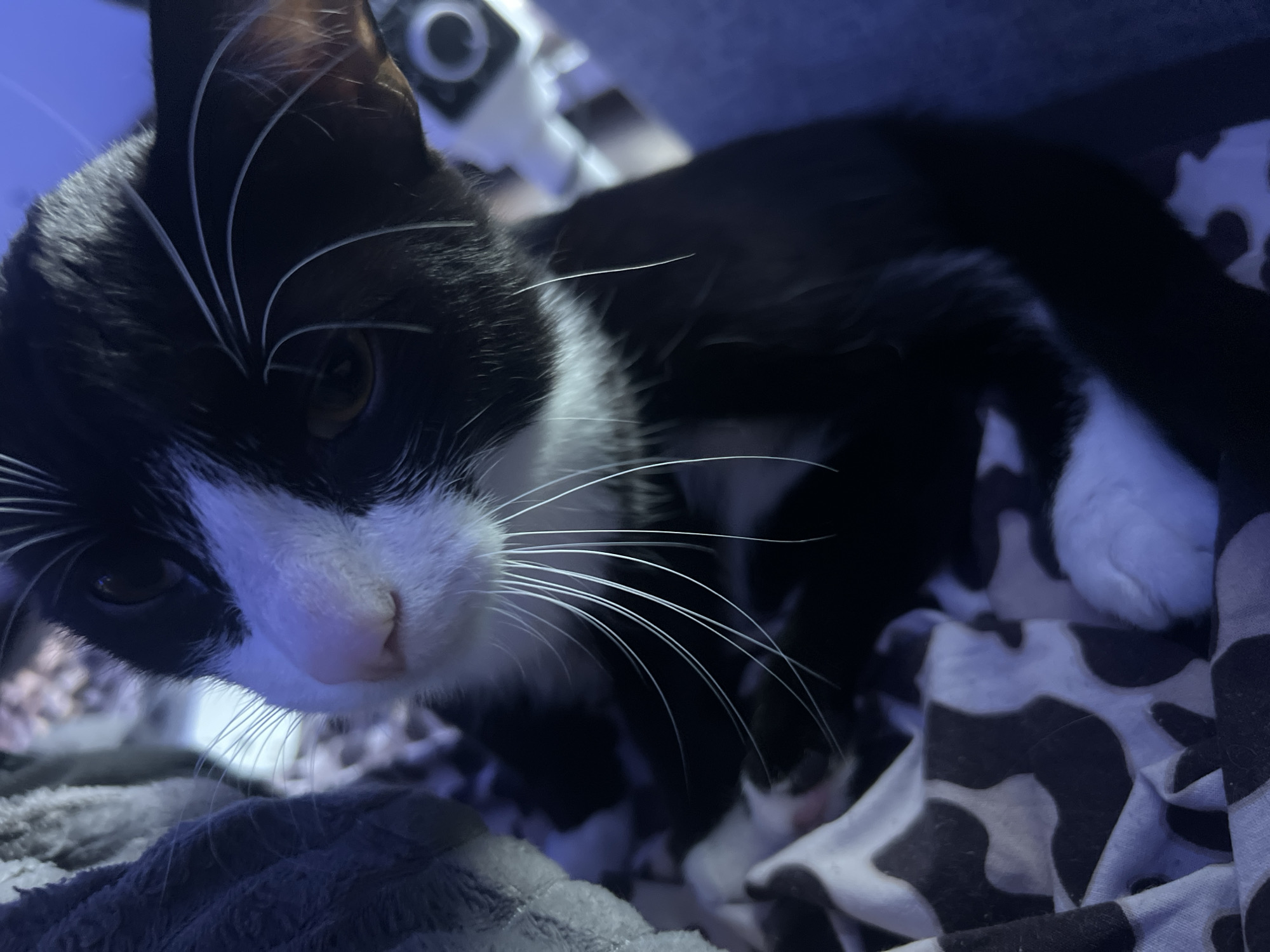 A close-up, low-light photograph features a domestic cat, identified as a black and white tuxedo cat, in an indoor setting. The cat is the primary subject, resting or lying down on soft bedding, looking towards the viewer. Its face and upper body are in focus, with a slight blur towards the background.
The cat exhibits classic tuxedo markings: predominantly black fur on its head, back, and legs, contrasted with a prominent white muzzle, chin, and chest patch. Its long, white whiskers fan out from its face. The cat's nose is a soft pink, and its eyes, visible in the dim lighting, appear to be a warm brown or amber hue. The fur on its head shows subtle textures and individual hairs, particularly around the ears.
The surrounding environment consists of various soft fabrics. To the left, a textured grey or dark blue blanket is visible, providing a cozy resting place. To the right, another fabric features a distinctive black and white cow print pattern, adding a playful element to the bedding. The lighting is dim and casts a cool, bluish tone over the scene, suggesting either evening or artificial light conditions. A blurry, indistinct object is visible in the upper background, possibly a piece of furniture or another item in the room.
The cat's expression is calm and attentive, with a hint of curiosity. There is no visible text in the image. While the image itself offers no specific location cues, the provided context states the location is Saint Petersburg, Russia.