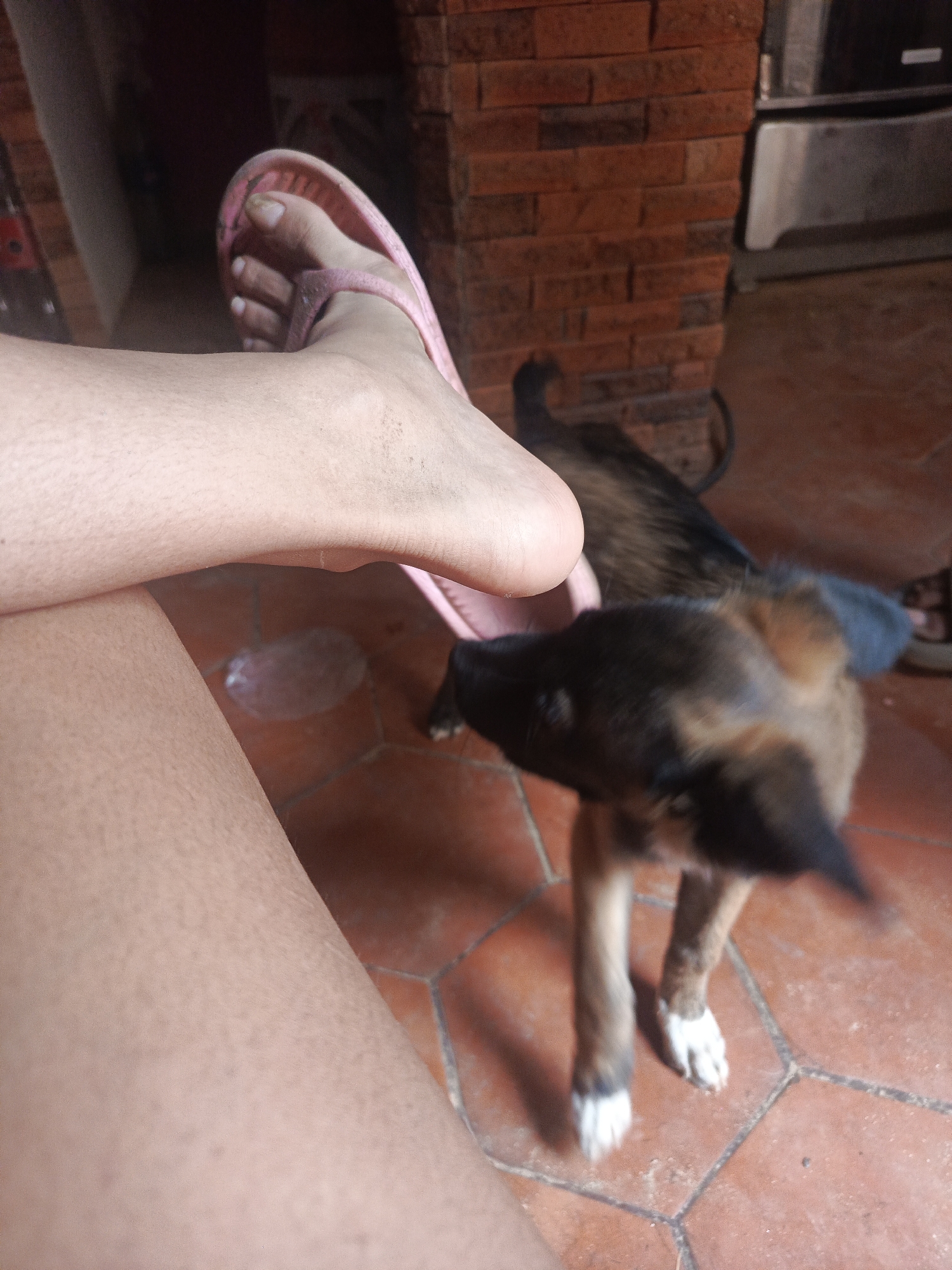 The image shows a close-up of a person's leg and foot wearing a pink flip-flop. A small dog stands nearby. The setting appears to be indoors, with red brick wall in the background. The floor is tiled. A clear plastic bag appears near the foot and flip-flop.