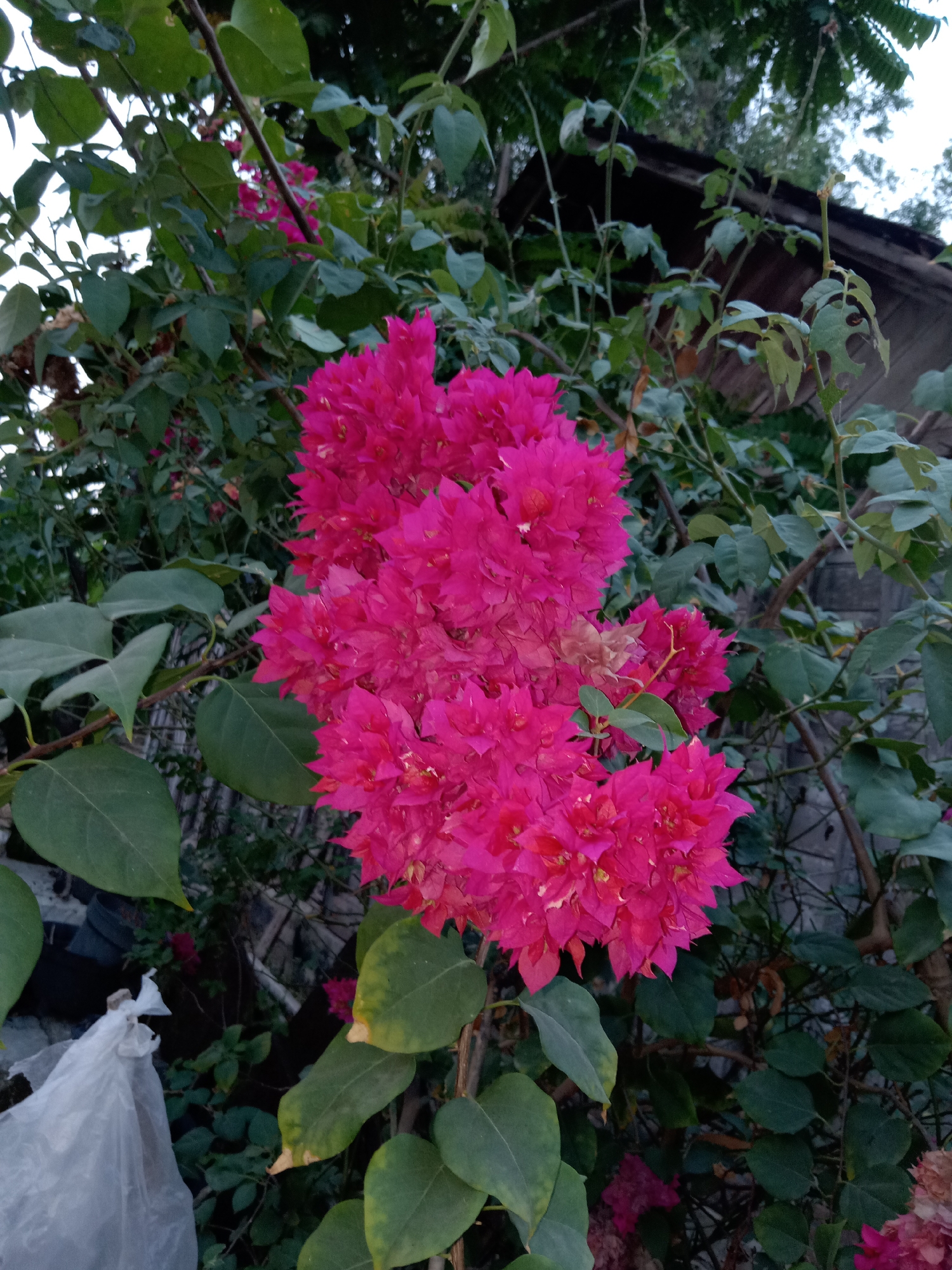 A cluster of bright pink bougainvillea flowers is in full bloom, dominating the center of the image. The flowers are dense and multi-layered, with some darker pink and lighter fuchsia tones visible. They are surrounded by lush green leaves, some of which appear slightly yellowed or damaged.
In the background, a dark, sloped roof of a building is visible, along with what appears to be a stone or brick wall. To the left of the flowers, a white plastic bag is partially visible, draped over something unseen. The overall environment suggests an outdoor setting, possibly a garden or yard, with hints of urban or semi-urban elements due to the building in the background. The lighting suggests it might be late afternoon or early evening.
The scene is located in the city of Jumput, Indonesia.
