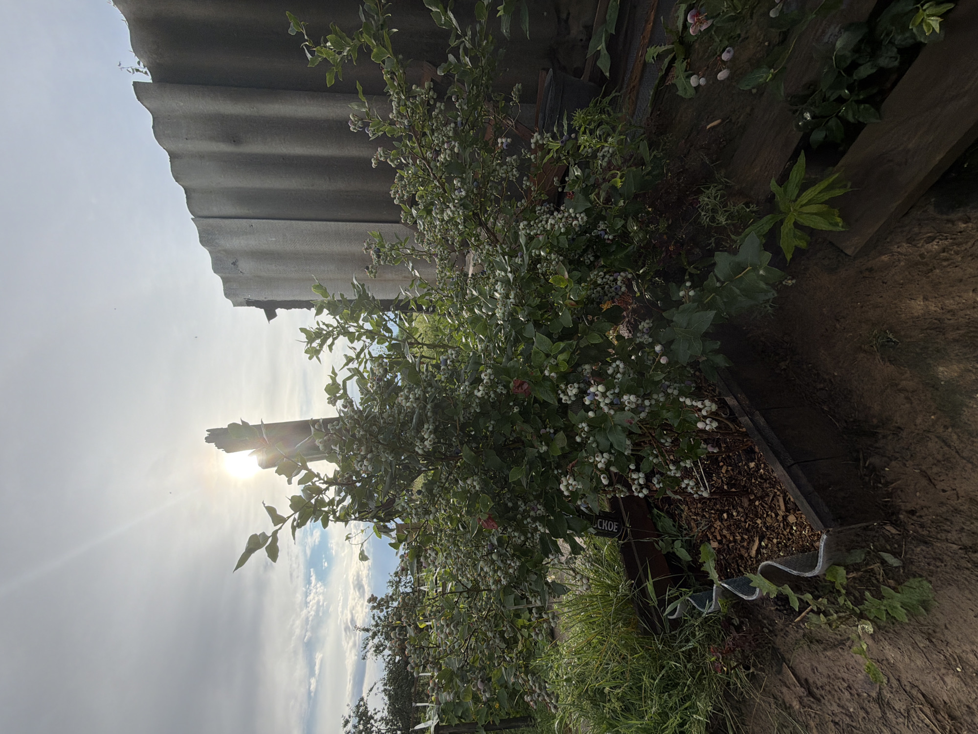 The image shows a blueberry bush laden with unripe berries. The bush is situated in a raised garden bed, constructed from dark wood. The soil within the bed is covered with mulch. To the left of the blueberry bush, tall green grass grows, with some of it spilling over the edge of the garden bed. A piece of corrugated material, likely roofing, is leaning against a weathered wooden post in the background, casting a shadow. The sky is bright with the sun peeking through clouds, creating a lens flare effect. The overall scene depicts an outdoor garden environment, possibly in an agricultural setting.