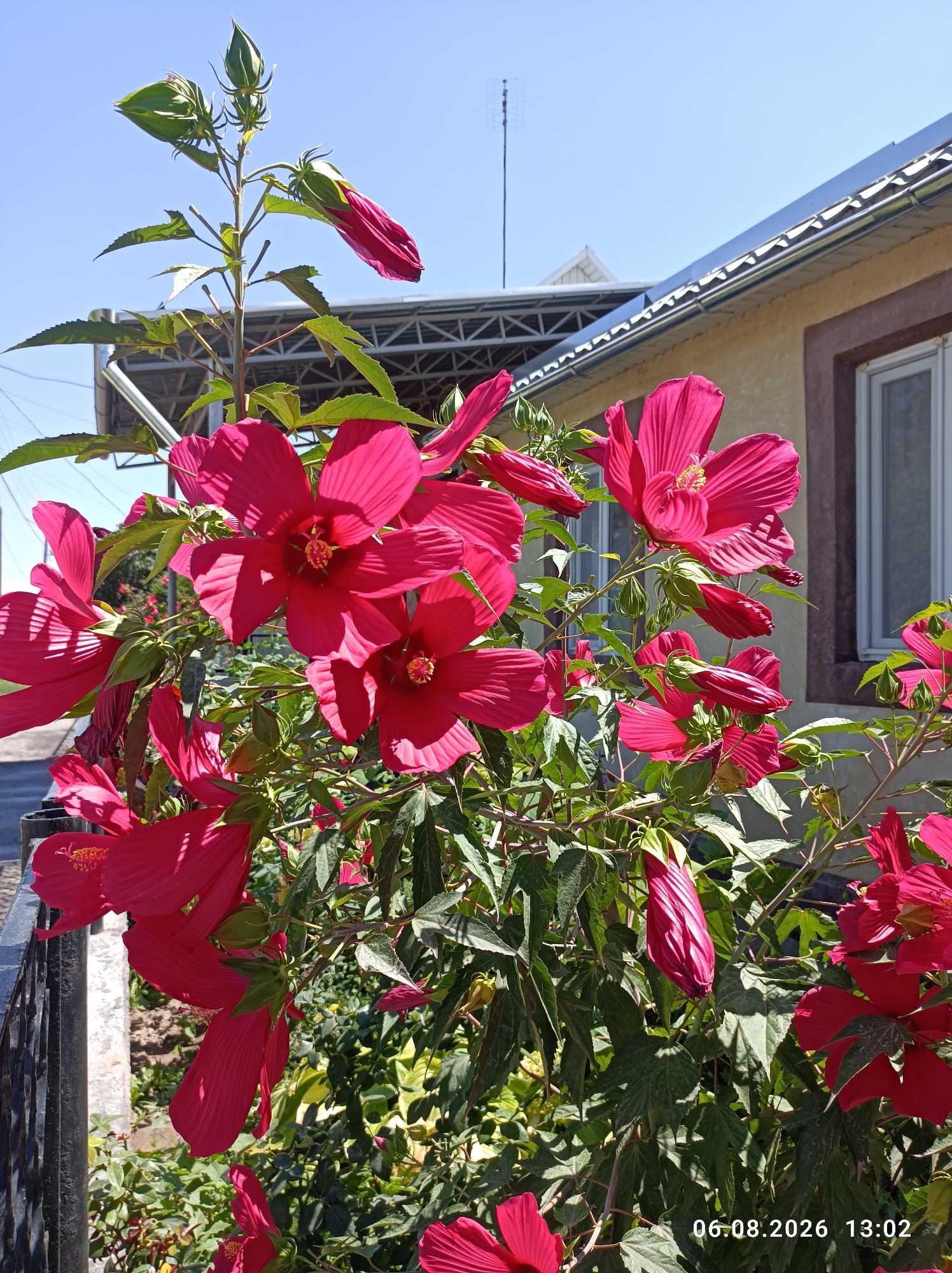This image depicts a close-up view of a flowering hibiscus plant with large, vibrant pinkish-red flowers and several buds against a clear blue sky. The plant is situated in front of a building with a light brown stucco exterior and a grey metal roof, a portion of a window with a white frame is visible. The background also shows a metal fence and lush green foliage. The timestamp "06.08.2026 13:02" is superimposed on the lower right corner of the image. This scene is likely located in Chuy, Kyrgyzstan, as indicated by the provided context.