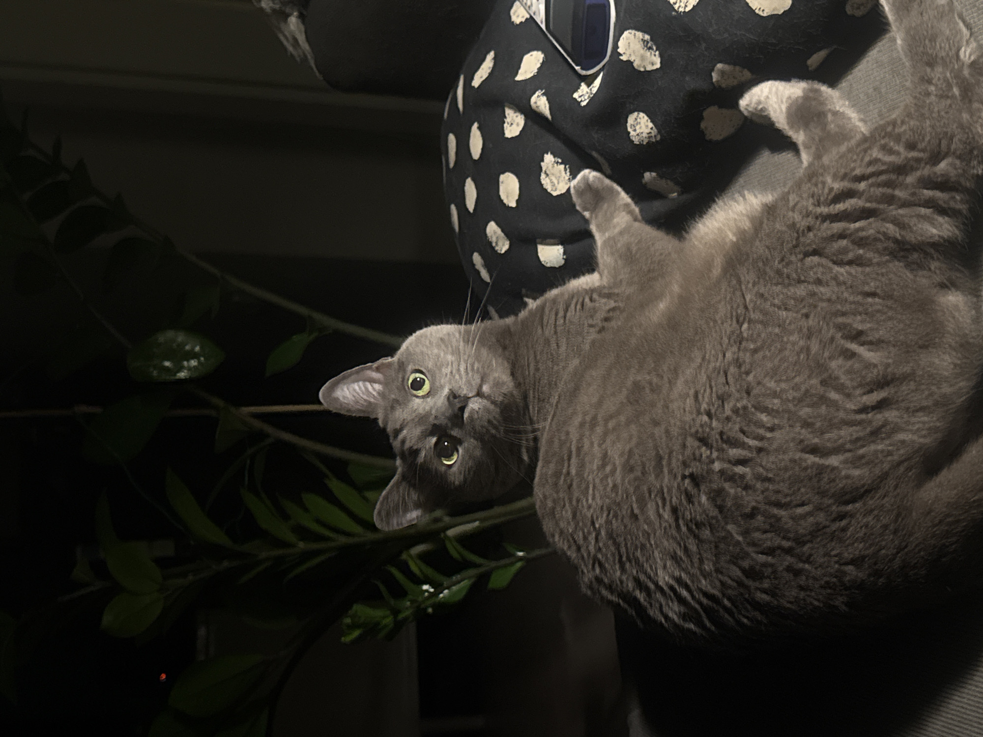 A gray cat is lying on its back on a gray upholstered object covered in black fabric with white irregular spots. The cat's head is near a green leafy plant. The cat's eyes are green and focused on the viewer. The background is dark. There is a black object on the black fabric with white spots. This image was not taken in Sofia, Bulgaria.