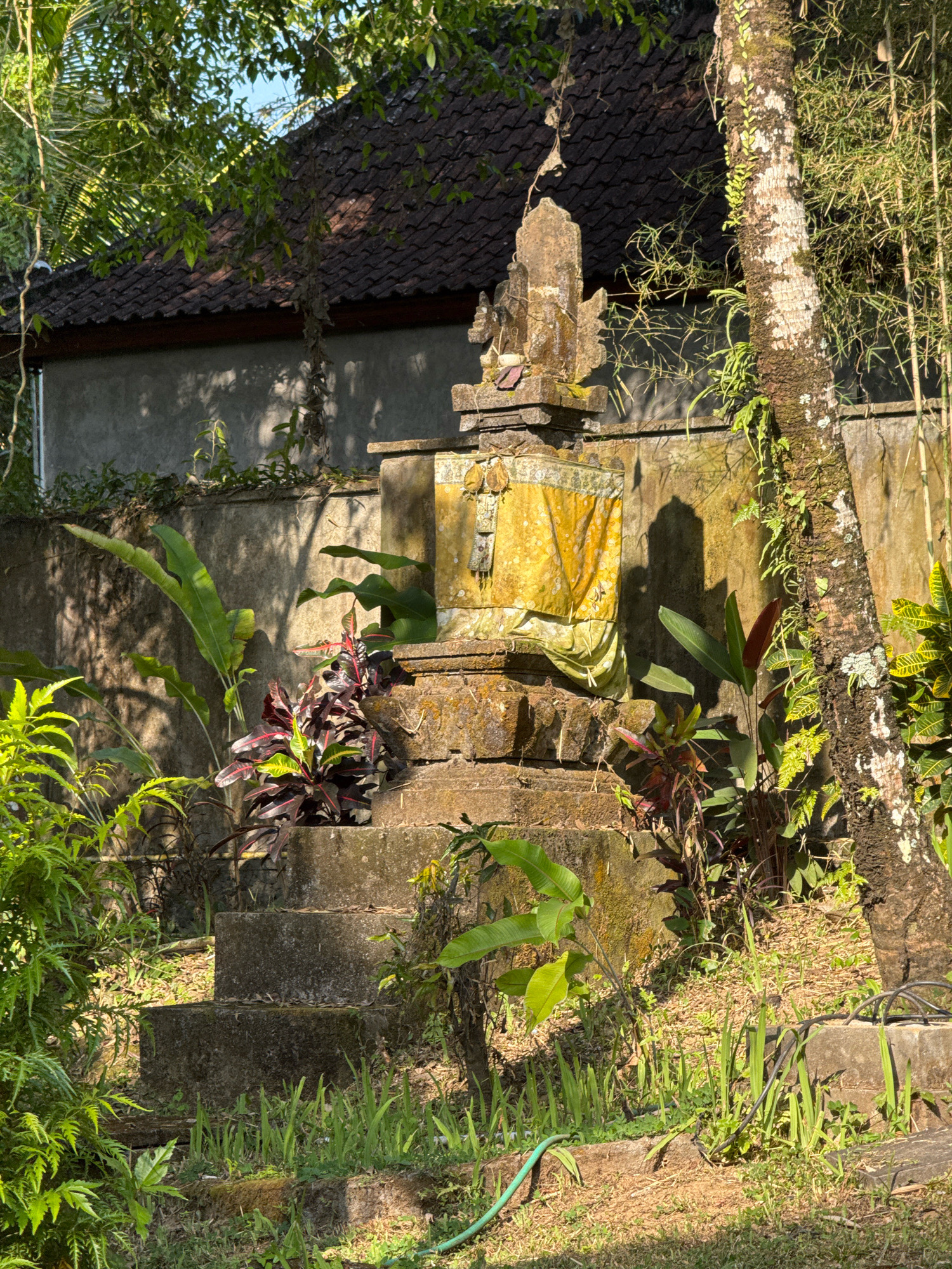 A stone structure, possibly a shrine or altar, stands prominently in the foreground of an outdoor scene. The structure is tiered and intricately carved, with a yellow cloth draped over its upper section, adorned with decorative elements and possibly a figure. Steps lead up to the structure, which is surrounded by lush green vegetation including large-leafed plants, ferns, and other tropical foliage. A large tree with moss and vines growing on its trunk is situated to the right of the structure. In the background, a building with a dark tiled roof and a concrete wall is visible, partially obscured by trees and foliage. The lighting suggests it is daytime, with sunlight casting shadows. The scene appears to be in a natural or garden setting, likely in Tegallalang, Indonesia, a region known for its rice terraces and traditional Balinese culture. There are no people or animals present in the image.