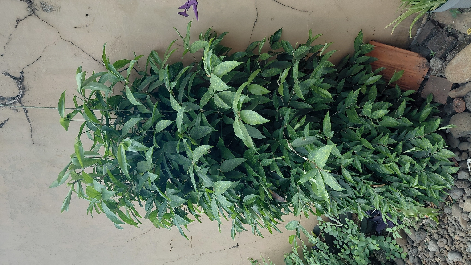 In Pasirmuncang, Indonesia, an outdoor scene features a tall, bushy green plant with pointed leaves, some of which have pale, speckled markings. The plant is positioned against a textured, light brown wall with visible cracks and some black staining. At the base of the plant, the ground is covered with gray stones. To the left, a smaller green plant with smaller leaves is visible, and further left, a dark pot. In the lower right corner, a terracotta tile leans against the wall, and other bricks and stones are scattered on the ground. A thin, vertical wire extends from the top of the wall down behind the plant. A small portion of a purple flowering plant is visible on the upper right side of the wall.