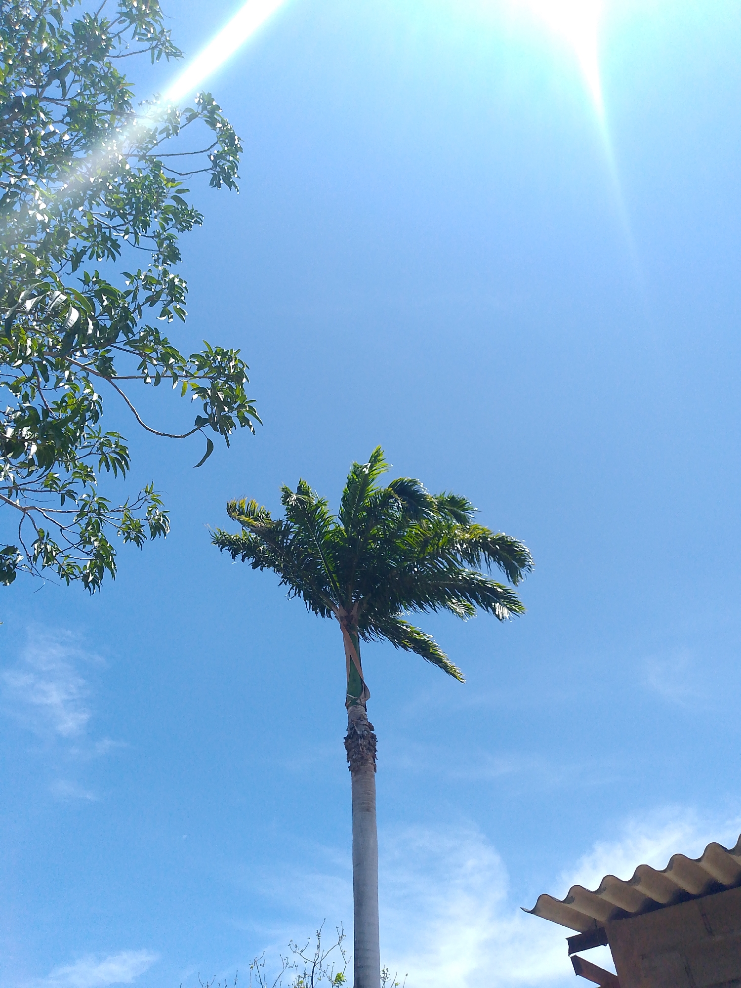 A low-angle shot reveals a palm tree in Juan Griego, Venezuela, set against a vibrant blue sky with a sun flare in the upper right. Part of a leafy tree occupies the upper left. The palm's trunk is tall and light gray. A corrugated roof is visible in the lower right. Scattered clouds are present in the sky.