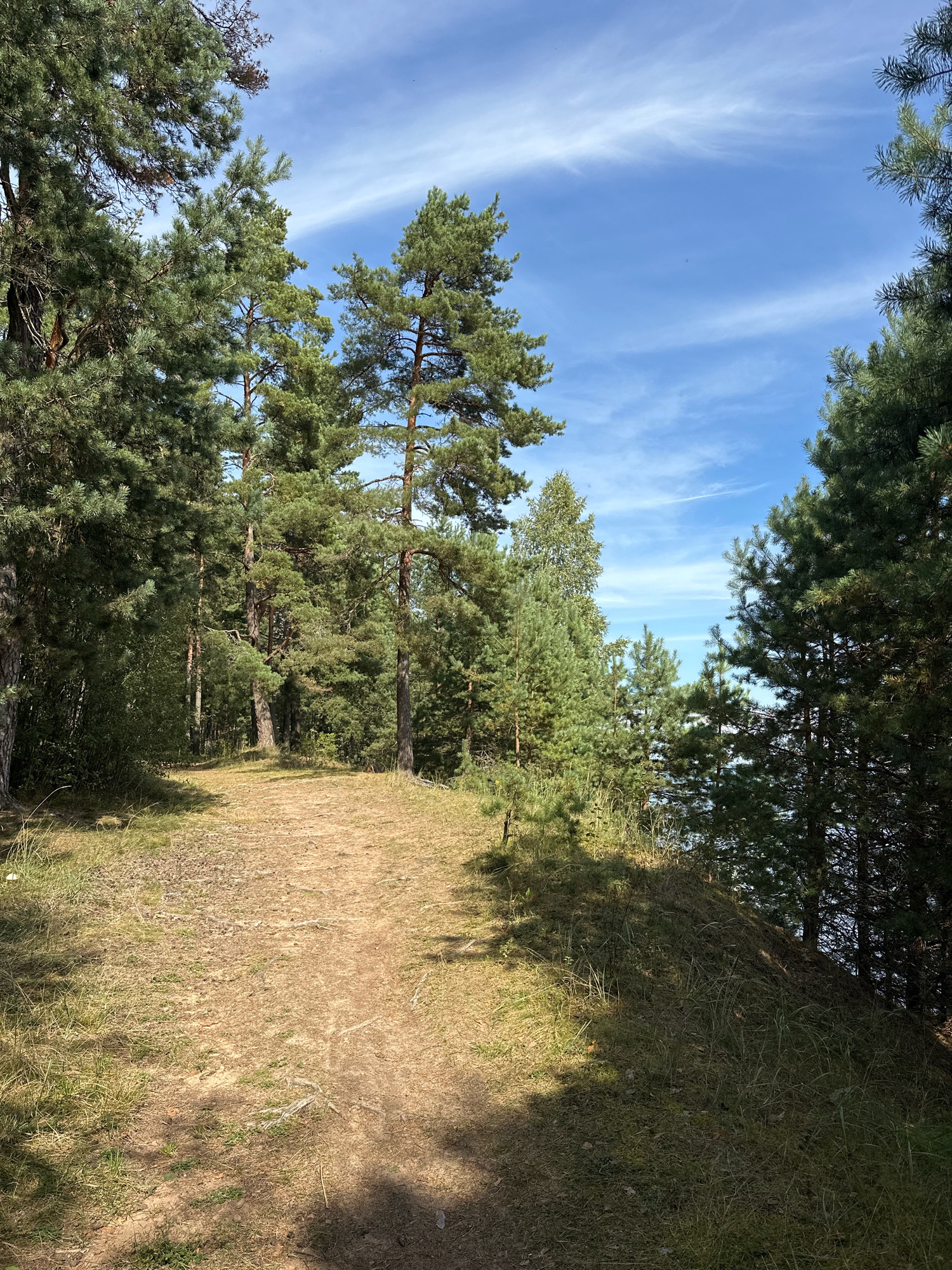 The image depicts a sun-dappled dirt path winding through a dense forest of pine trees, with a bright blue sky dotted with thin white clouds visible above. The path is covered with dry grass, pine needles, and scattered debris. The trees, predominantly tall pines, cast shadows across the path and the grassy embankment on the right. In the background, through a break in the trees on the right, a body of water can be glimpsed, suggesting the path might be near a lake or river. The scene appears to be a natural landscape, likely a hiking trail, within the Нарацкі сельскі Савет region of Belarus. There are no people or animals visible in the image.