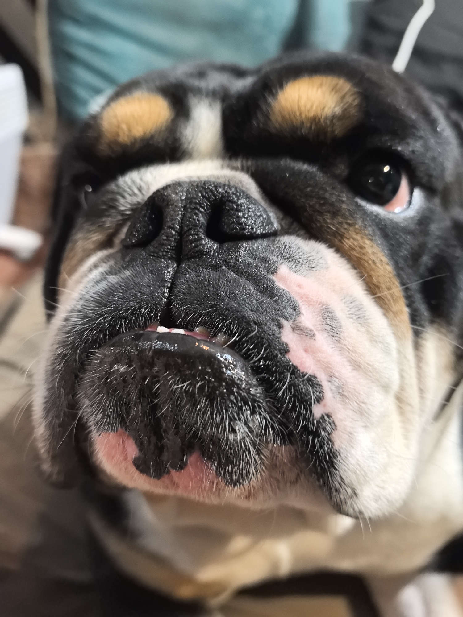 A close-up shot captures the face of a tri-color Bulldog, its nose filling much of the frame. The dog has black fur with tan spots above its eyes, a white and black muzzle with some pink skin showing. Its eyes are visible, one gazing upwards. Background elements are blurred. No information about Noviy, Russia can be derived from this image.