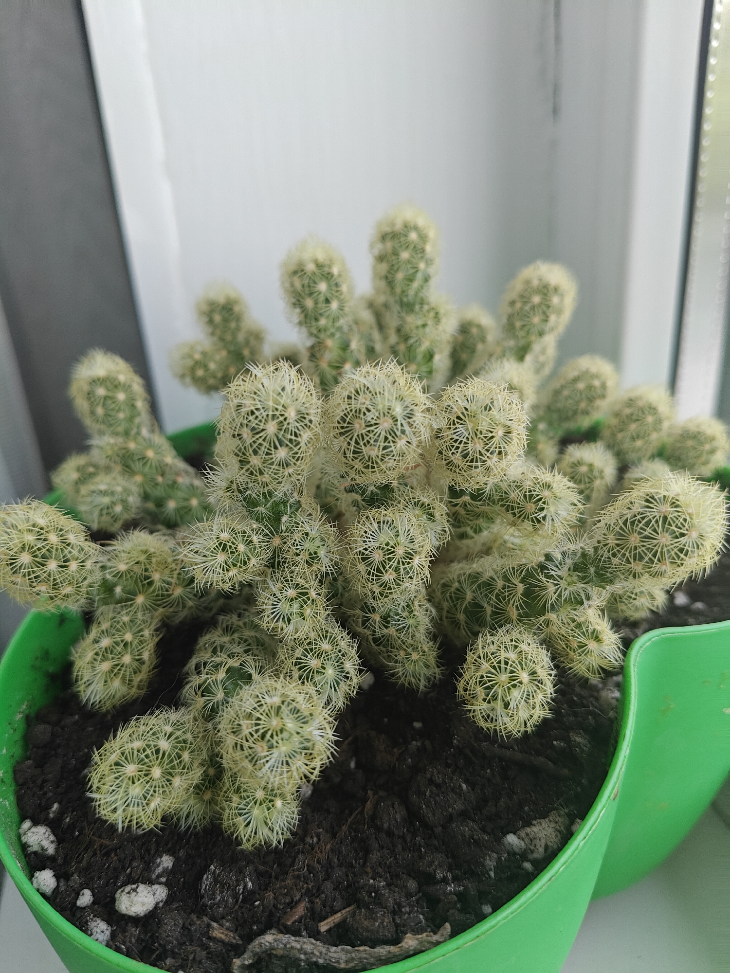 A close-up, eye-level, outdoor shot shows a cluster of thimble cacti in a green plastic pot. The cacti are a light green color and covered in thin, white spines. The soil in the pot is dark brown and appears to be mixed with small white pebbles. The background is out of focus and consists of a white curtain or blind and a gray surface. The lighting suggests it is daytime.