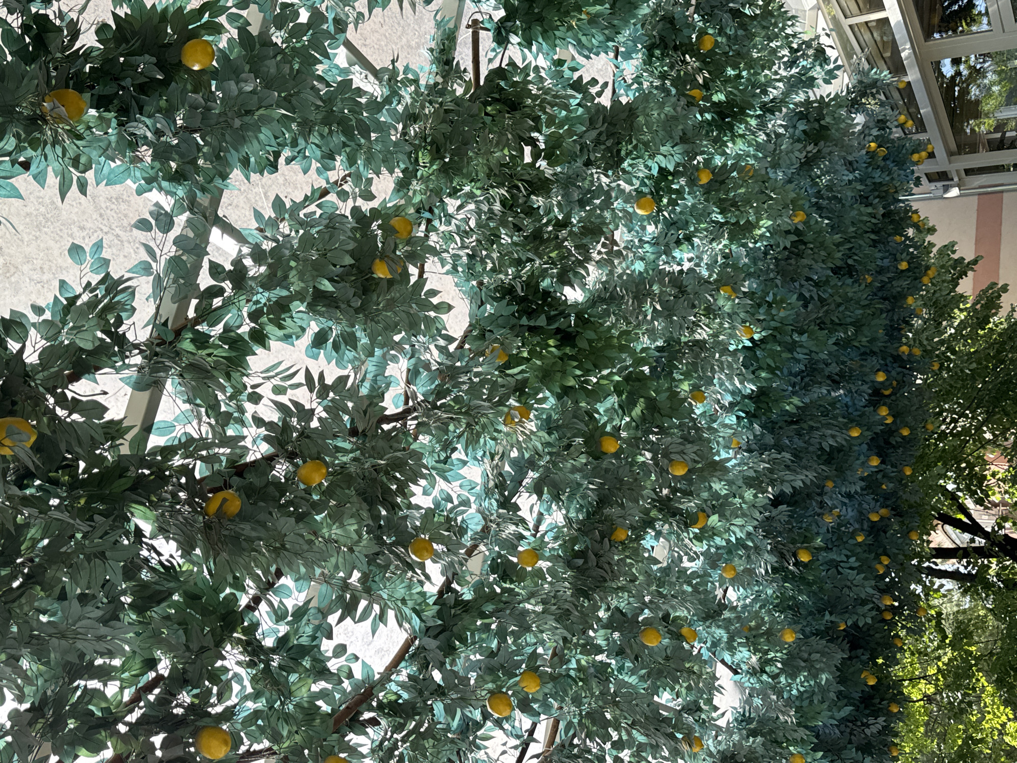The image depicts a close-up view of lemon trees, likely artificial, filled with lemons and leaves. The location appears to be indoors, possibly in the city of Plovdiv, Bulgaria. There are glimpses of a modern structure with glass ceilings in the background, suggesting the trees are situated within or adjacent to a building.