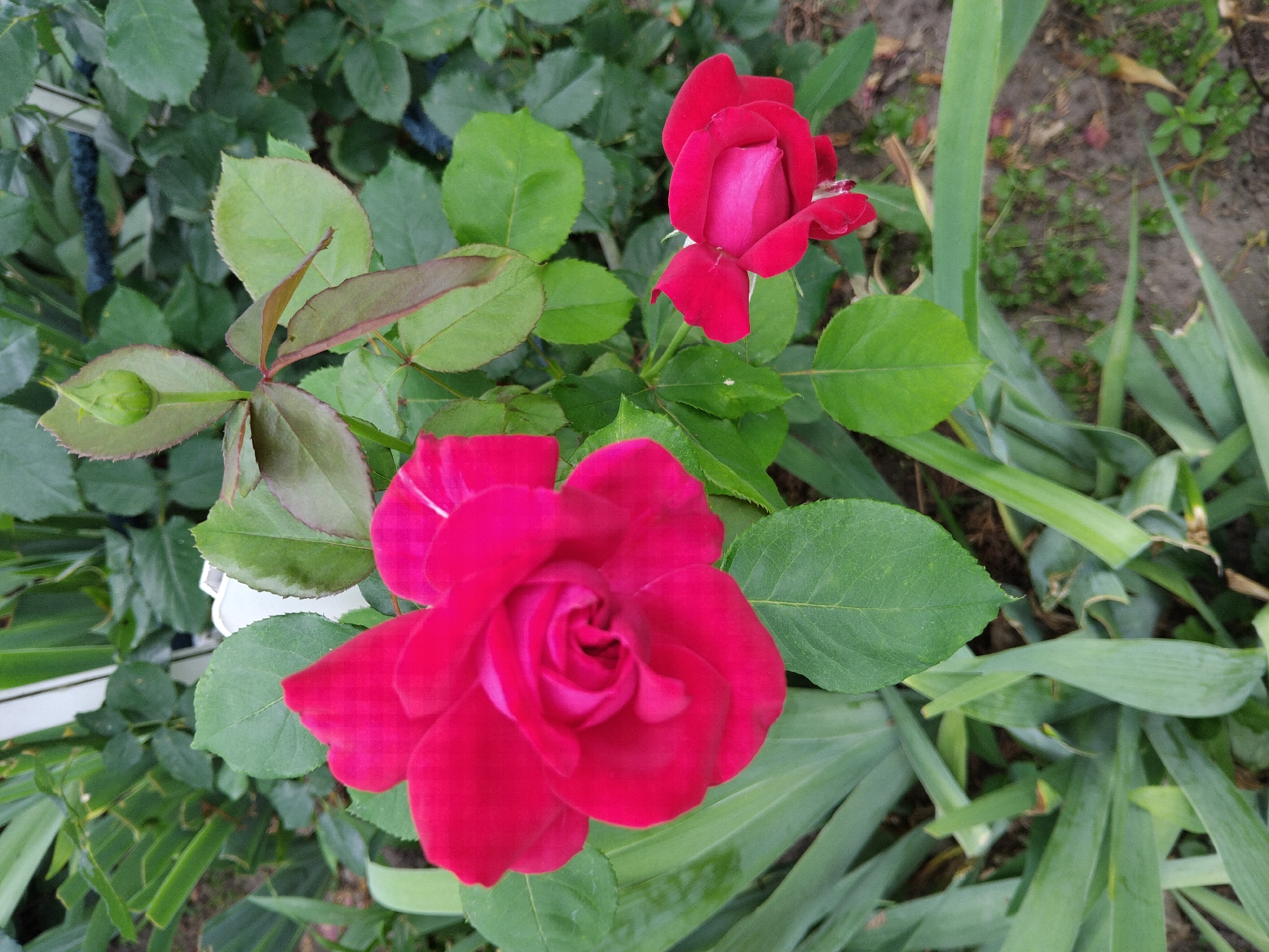 A close-up, overhead view captures a vibrant crimson rose in full bloom, its petals unfurling in a spiral pattern. To the right, a smaller, still-closed rosebud displays a deeper shade of pink. Both roses are nestled among lush green foliage, with hints of red undertones on some of the leaves. A single green rosebud is visible at the top of the frame. The background consists of more dense green leaves and a hint of a white structure, possibly a garden fence. The soil beneath the plants is visible in patches, appearing dry and scattered with a few fallen petals. The lighting suggests an outdoor environment, likely during daylight hours. The image was taken in Zhytomyr, Ukraine.