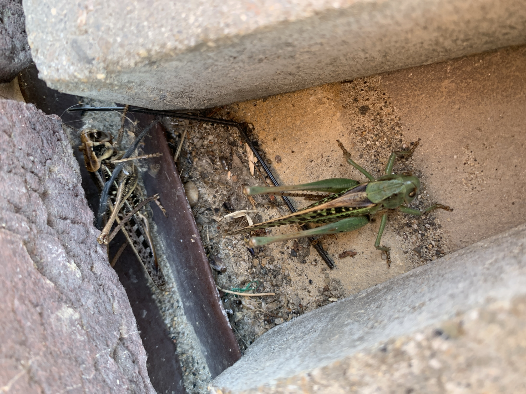 A green and brown grasshopper is perched on a sandy surface between two concrete structures, with a dark metal bar visible behind it. The surrounding area appears to be an outdoor urban environment, likely a side street or alleyway in Kropotkin, Russia, given the weathered concrete and brickwork. Debris, including dry plant matter and small pebbles, is scattered on the ground. The grasshopper is the central subject, its body oriented downwards and slightly to the right. No humans or other animals are present in the frame.