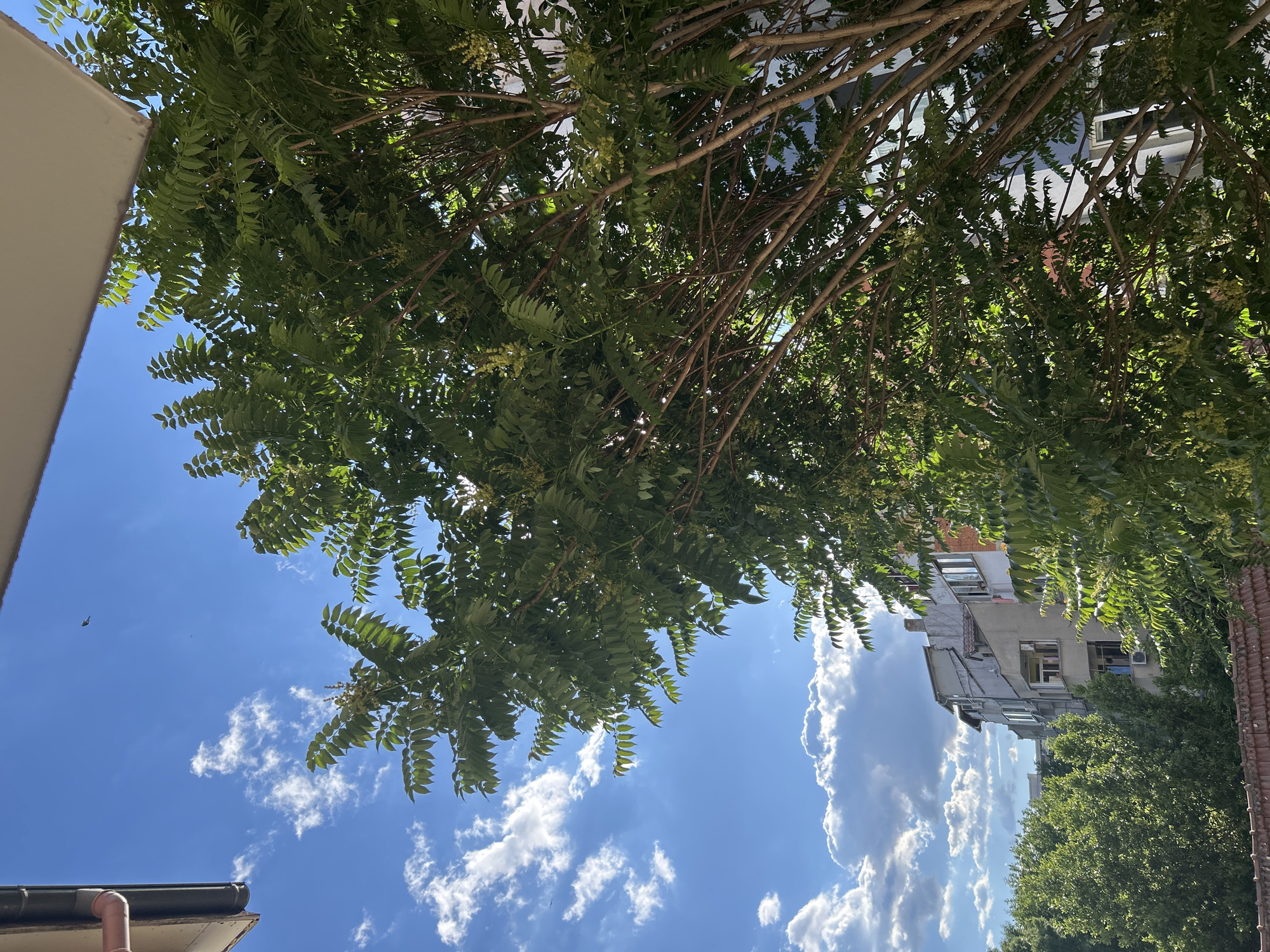 The image shows a view of a tree in the foreground with lush green leaves and thin branches. Behind the tree, there is a building with multiple windows and balconies, typical of urban architecture in Burgas, Bulgaria. The sky is blue with scattered white clouds, and a small bird is visible flying in the distance. The scene appears to be outdoors, possibly from a residential area, with the sunlight casting shadows and highlighting the foliage. The building in the background suggests an urban setting within the city.