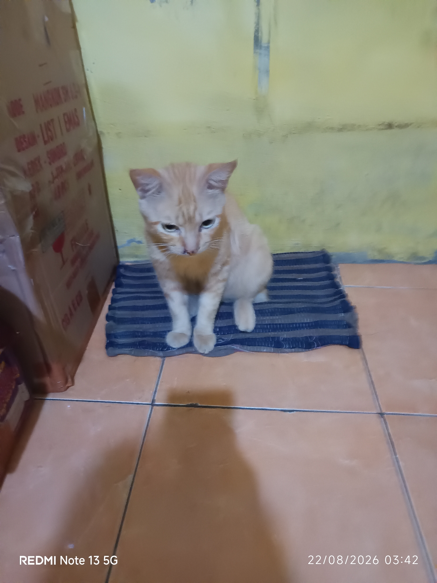 An orange tabby cat is sitting on a blue and white striped rug on a tiled floor in front of a yellow wall. To the left of the cat is a large cardboard box with text printed on it. The image is dated 22/08/2026 at 03:42. The location is identified as Talaga Sari, Indonesia.