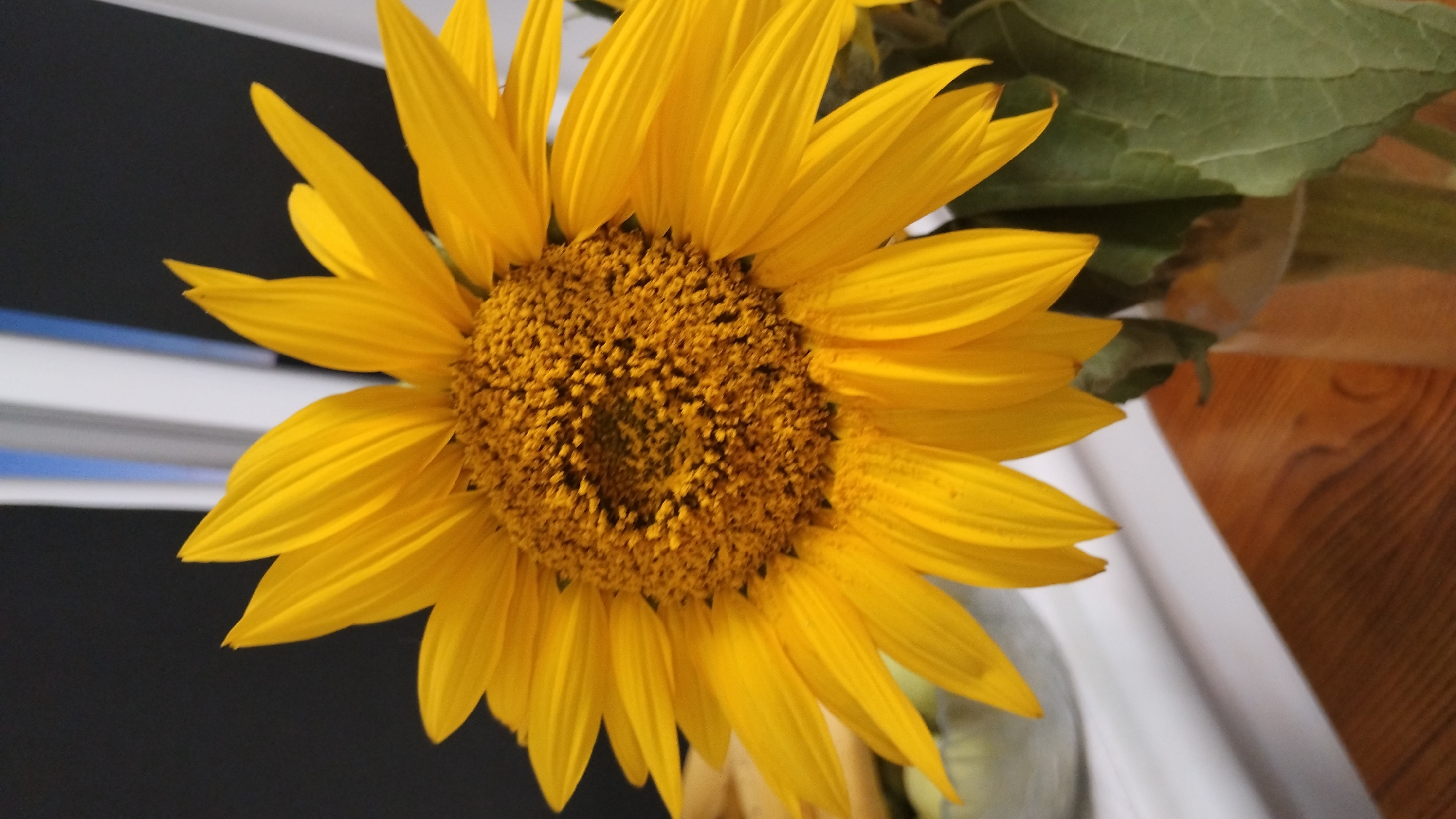 The image shows a close-up of a vibrant yellow sunflower with its petals fanned out. The center of the flower is a rich brown, filled with tiny seeds. The background is dark, with a hint of white and blue vertical elements, possibly suggesting a window or blinds. The sunflower is in a glass vase, partially visible at the bottom right, with a wooden surface beneath it. There are no people or animals visible in the image, and the setting appears to be indoors. The location is identified as Unknown, Unknown.
