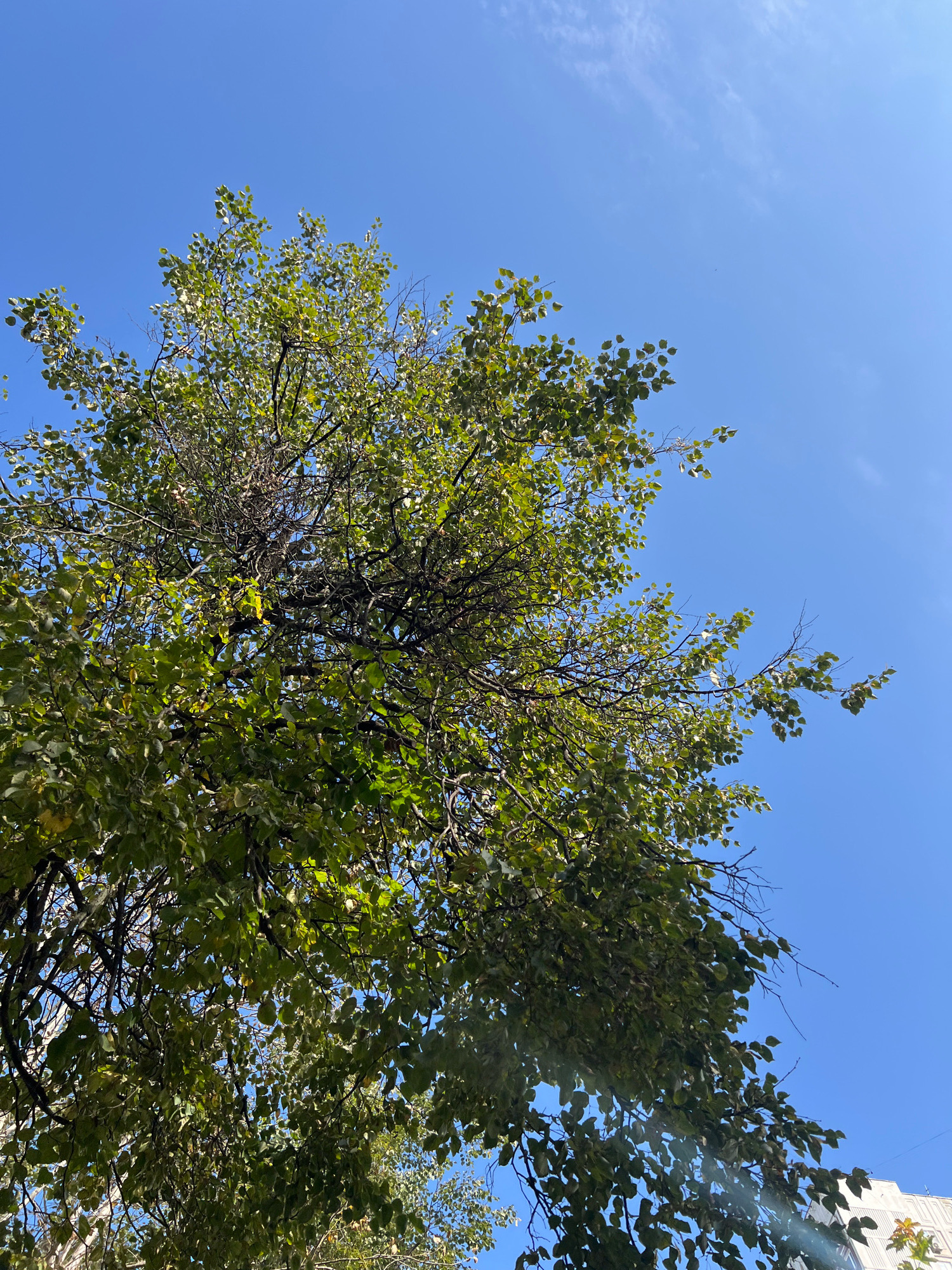 An upward-facing, low-angle shot captures a canopy of green leaves and dark branches from a deciduous tree against a clear, bright blue sky. Some of the leaves exhibit a slight yellowing, suggesting the approach of autumn. A sliver of a white building with geometric window details is visible in the lower right corner, hinting at an urban environment. The scene is consistent with a public park or a street lined with trees in Moscow, Russia, likely during the late summer or early autumn. There are no people or animals visible in the frame. The lighting suggests it is daytime, with the sun high in the sky, casting subtle lens flares through the foliage.
