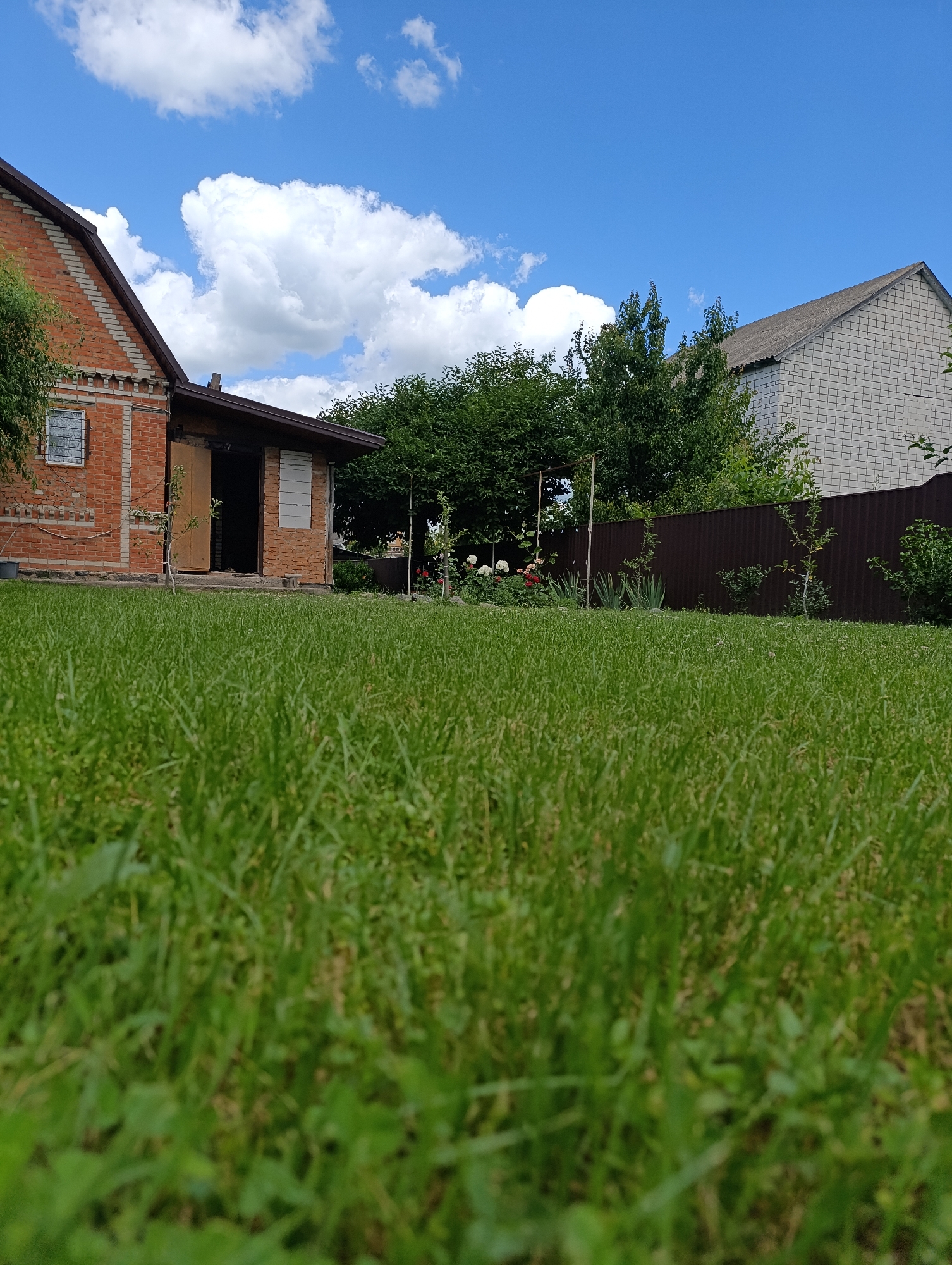 This is a low-angle, outdoor photograph of a suburban yard in Ladyzhyn, Ukraine. The foreground is dominated by a close-up view of a well-maintained, bright green lawn. In the mid-ground, a red brick house with a dark brown roof is visible on the left. The house has a single window with a metal grate and an open doorway leading into a dark interior. To the right of the brick house is a smaller, brick annex or shed with a similar roof. Beyond the houses, a dark brown corrugated metal fence runs horizontally across the frame, separating the yard from a more densely vegetated area. Various trees and shrubs are visible behind the fence, with some white and pink flowers blooming in a garden bed to the left of the fence. The sky above is a vibrant blue, punctuated by several large, fluffy white clouds. The overall scene suggests a sunny day in a residential area.