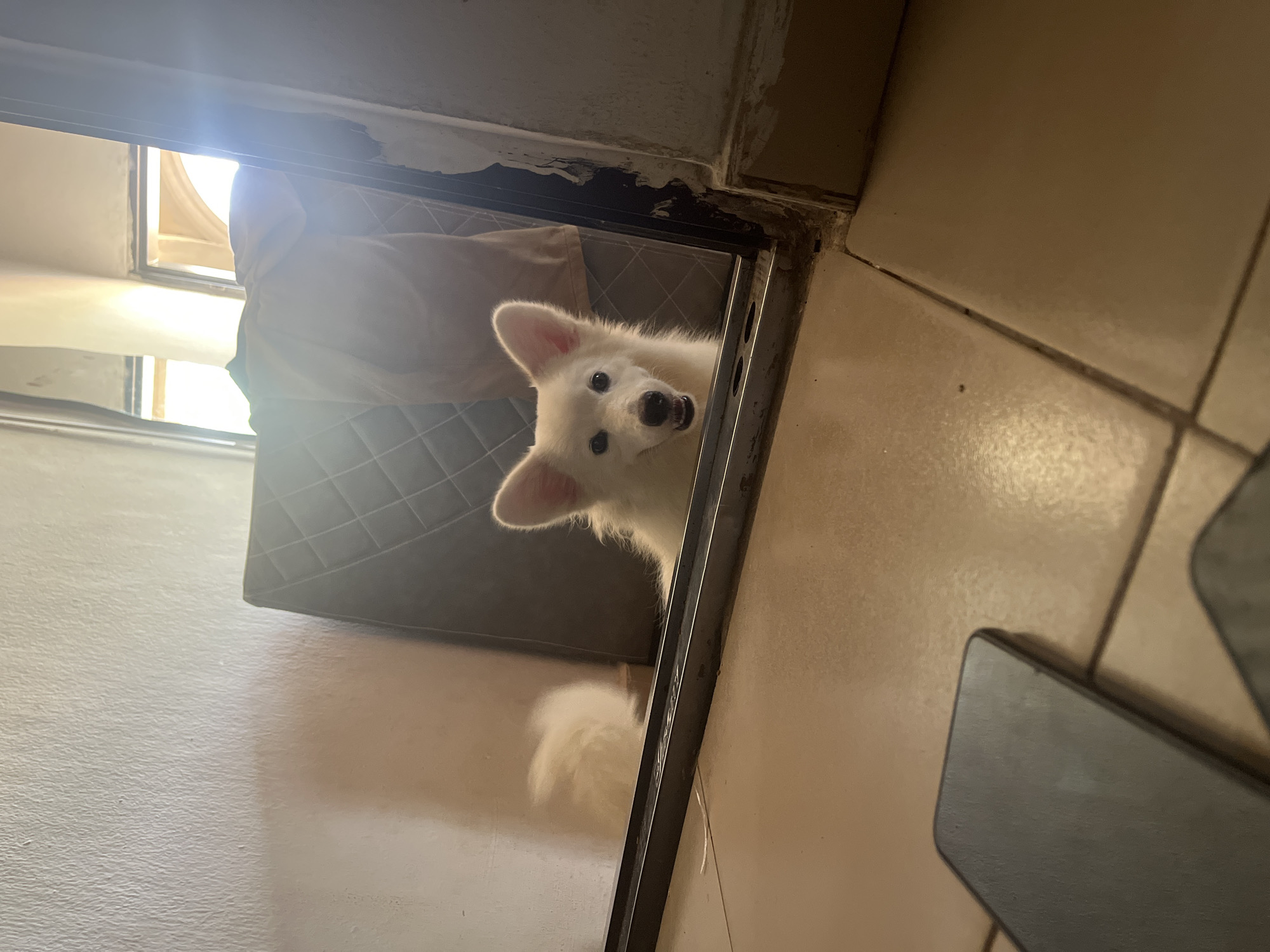A white, fluffy dog with prominent ears and a dark nose is peering upwards through a doorway in this indoor scene. The dog's mouth is slightly open, and its dark eyes are focused directly at the camera, conveying a sense of curiosity or attentiveness. It appears to be a Samoyed or a similar breed.
The dog is positioned in a doorway or opening, with a dark, possibly reflective threshold beneath it where a portion of its white, fluffy tail is visible, either reflected or extending into a lower space. Behind the dog, part of a gray, quilted or upholstered item, likely a bed or large cushion, is visible.
The setting appears to be a domestic interior. The floor in the immediate foreground on the right is made of light beige tiles. On the left side of the image, strong natural light pours in from a window, indicating that it is daytime. The walls or floor on the left have a lighter, textured appearance. The top of the doorway and ceiling show some signs of wear and tear. No specific objects or details visually confirm the provided location context of Ikot Ekpene, Nigeria. There is no visible text in the image.