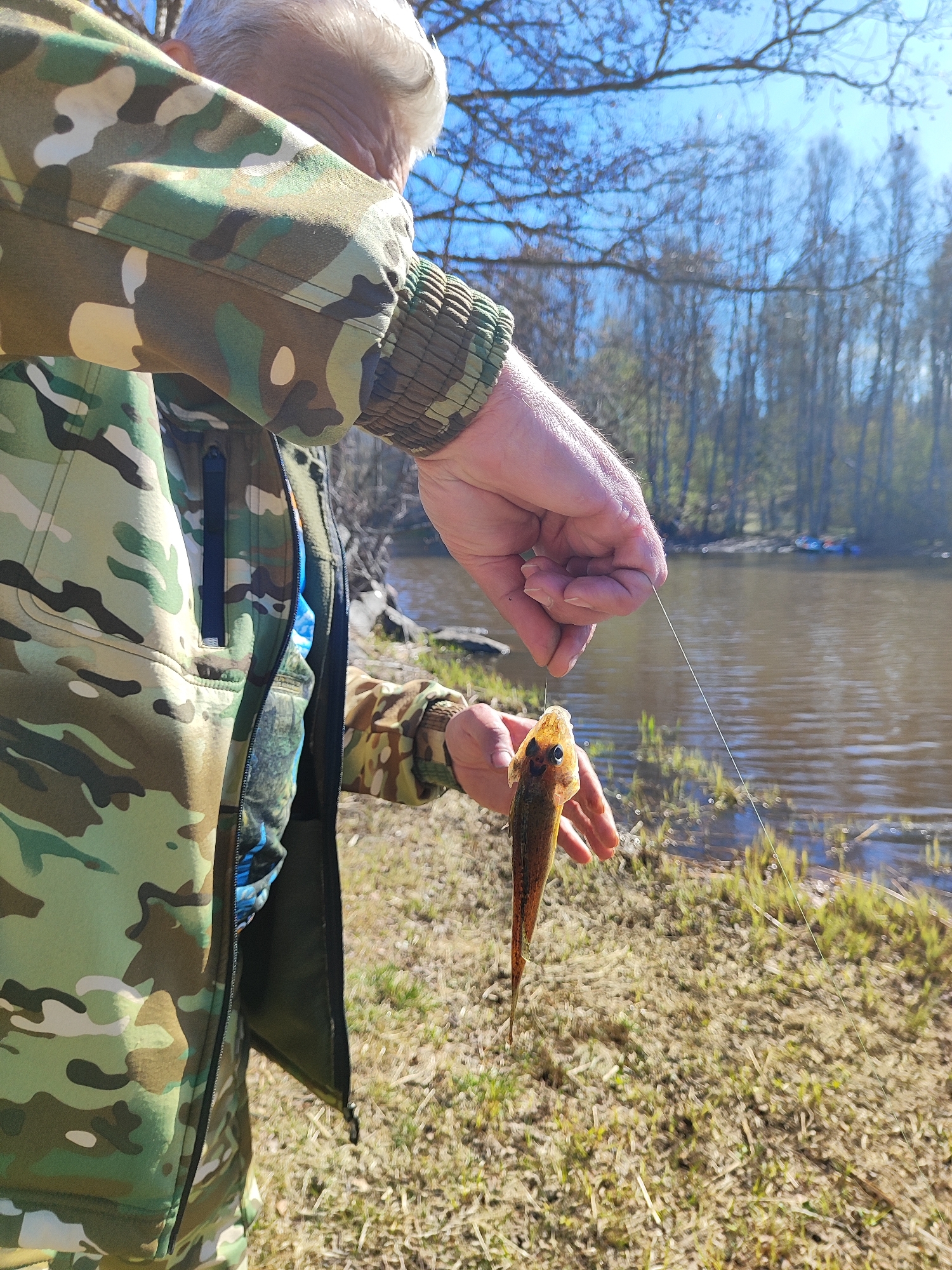 An outdoor, eye-level shot captures a person engaged in fishing, holding a small fish they have caught. The person's right arm and hand are central, holding a thin fishing line from which a small, brown and gold-colored fish, approximately 4-5 inches long, hangs by its mouth. The fish appears to be a bottom-dwelling species with prominent eyes. The individual is wearing a camouflage jacket patterned in shades of green, brown, tan, and black, with a ribbed cuff visible on the sleeve. A zippered pocket is visible on the jacket's front, and a hint of a light blue undergarment can be seen through the partially unzipped front. The top of the person's head, showing white hair, is visible in the upper left of the frame.
The setting is a natural body of water, likely a river or lake, with a grassy bank. The foreground consists of dry, light-colored grass interspersed with patches of new green growth, indicative of early spring. The water surface is calm and appears brownish, reflecting the clear sky. In the background, across the water, numerous tall deciduous trees stand bare, suggesting they have not yet fully leafed out for spring. Faint, blurry shapes that could be small boats or kayaks are visible on the water in the distance. The sky above is a vibrant, cloudless blue, indicating a bright and sunny day. There is no visible text in the image.