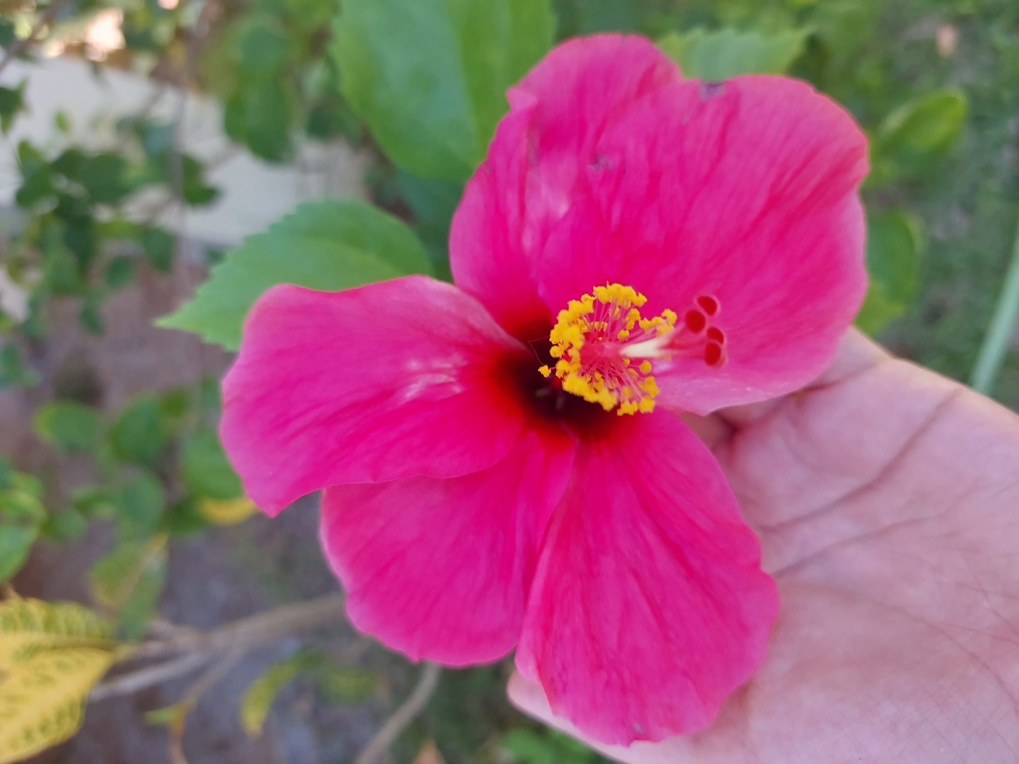 A close-up, overhead shot shows a person's hand holding a vibrant pink hibiscus flower. The flower's petals are wide and slightly crinkled, with a dark center and bright yellow stamens tipped with red. The background is softly blurred, revealing green foliage and a hint of a textured surface, possibly ground or a wall. The scene appears to be outdoors, suggesting a garden or natural setting. The lighting is natural, with soft shadows indicating a sunny day. The image is taken in Baan Mae Nam, Thailand.