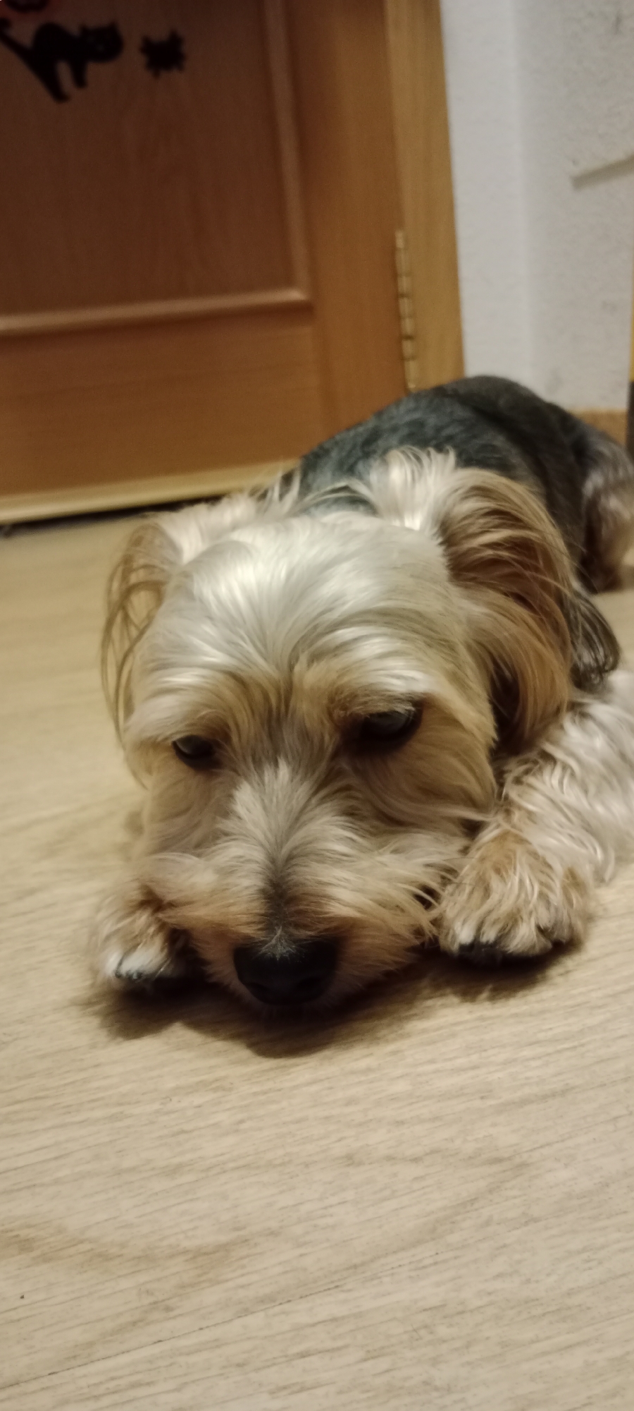 A Yorkshire Terrier is lying on a light-colored wooden floor, with its head resting on its paws. The dog has light brown and white fur on its face and chest, and darker gray and black fur on its back. Its eyes are dark and appear to be looking down. In the background, there is a wooden door with some Halloween decorations, including a black cat silhouette. The room appears to be indoors, possibly in a home in Galapagar, Spain. The lighting is dim.