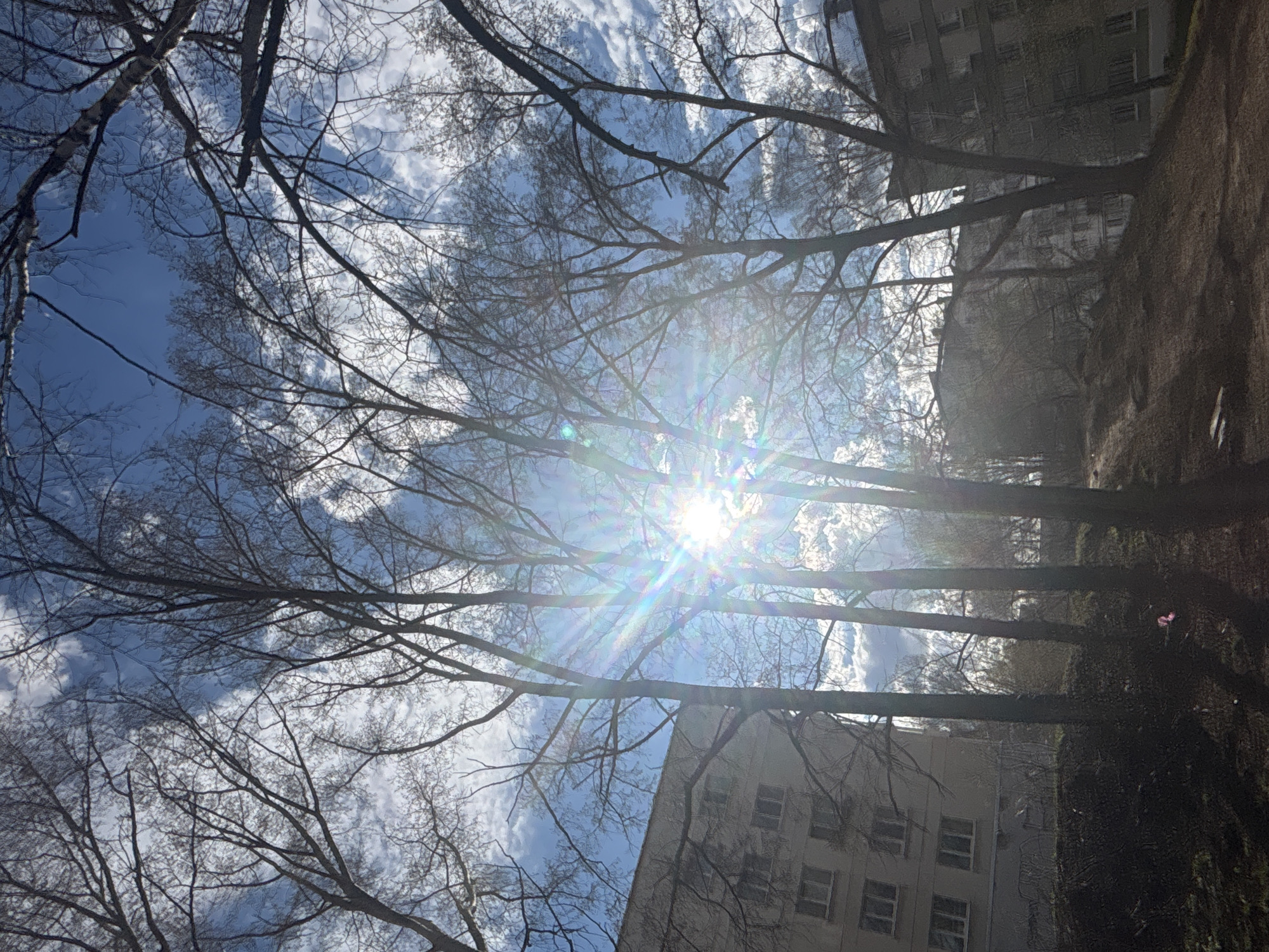 The image captures an upward view of a bright sky with bare tree branches silhouetted against it. The scene is set outdoors, likely in an urban or suburban environment in Chaikovsky, Russia, given the visible architecture.
The central feature is the bright sun, which is directly visible and produces a strong, multi-colored lens flare in the center-right of the frame. The sky is a vibrant blue, partially covered with fluffy white clouds, suggesting clear and sunny weather. Numerous tree branches, completely devoid of leaves, crisscross the sky, indicating a late autumn, winter, or early spring season. The branches appear dark and intricate against the bright backdrop.
In the lower right and bottom sections of the image, parts of multi-story buildings with visible windows can be seen. Their concrete or stone facades are muted in color, contrasting with the bright sky. The ground on the far right appears to be a mix of dark earth and possibly sparse vegetation, casting shadows from the trees. No specific activity or identifiable people are depicted. The overall impression is one of a bright, clear day, with the stark beauty of bare trees framing the sun. There is no visible text in the image.