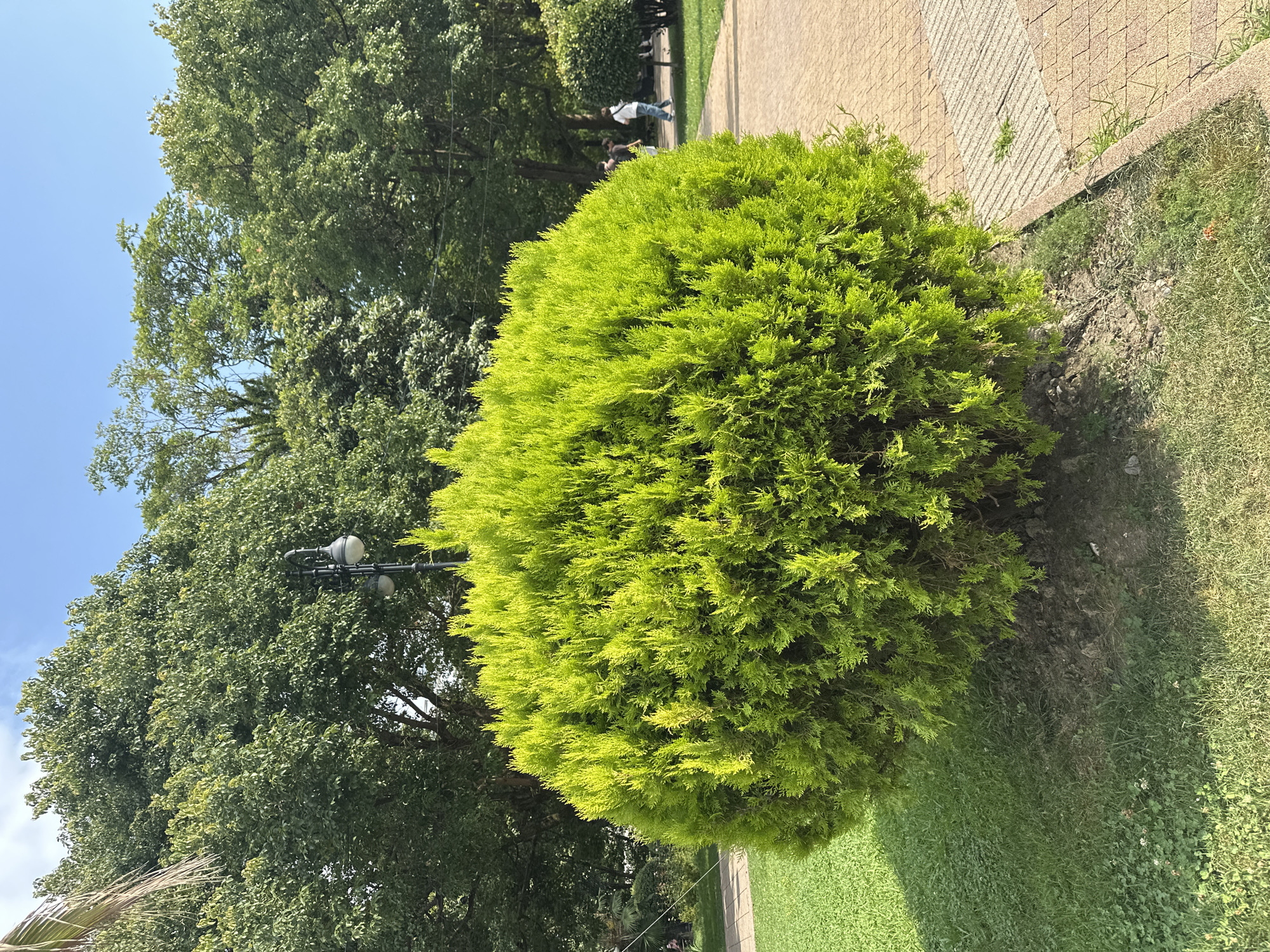 A perfectly spherical, vibrant green evergreen shrub is centered in the foreground of the image. It sits on a patch of dark soil surrounded by meticulously kept green grass. To the right of the shrub, a light brown paved walkway with a diamond pattern runs diagonally across the frame. Behind the shrub, the background features a lush park setting with large, mature green trees under a clear blue sky. A black lamppost with two globes stands behind the shrub, slightly off-center to the left. In the distance, several people are walking on the paved pathway, appearing as indistinct figures. The overall scene suggests a well-maintained park or garden area, likely in a warm climate, possibly Sochi, Russia, given its reputation for abundant greenery and parks.