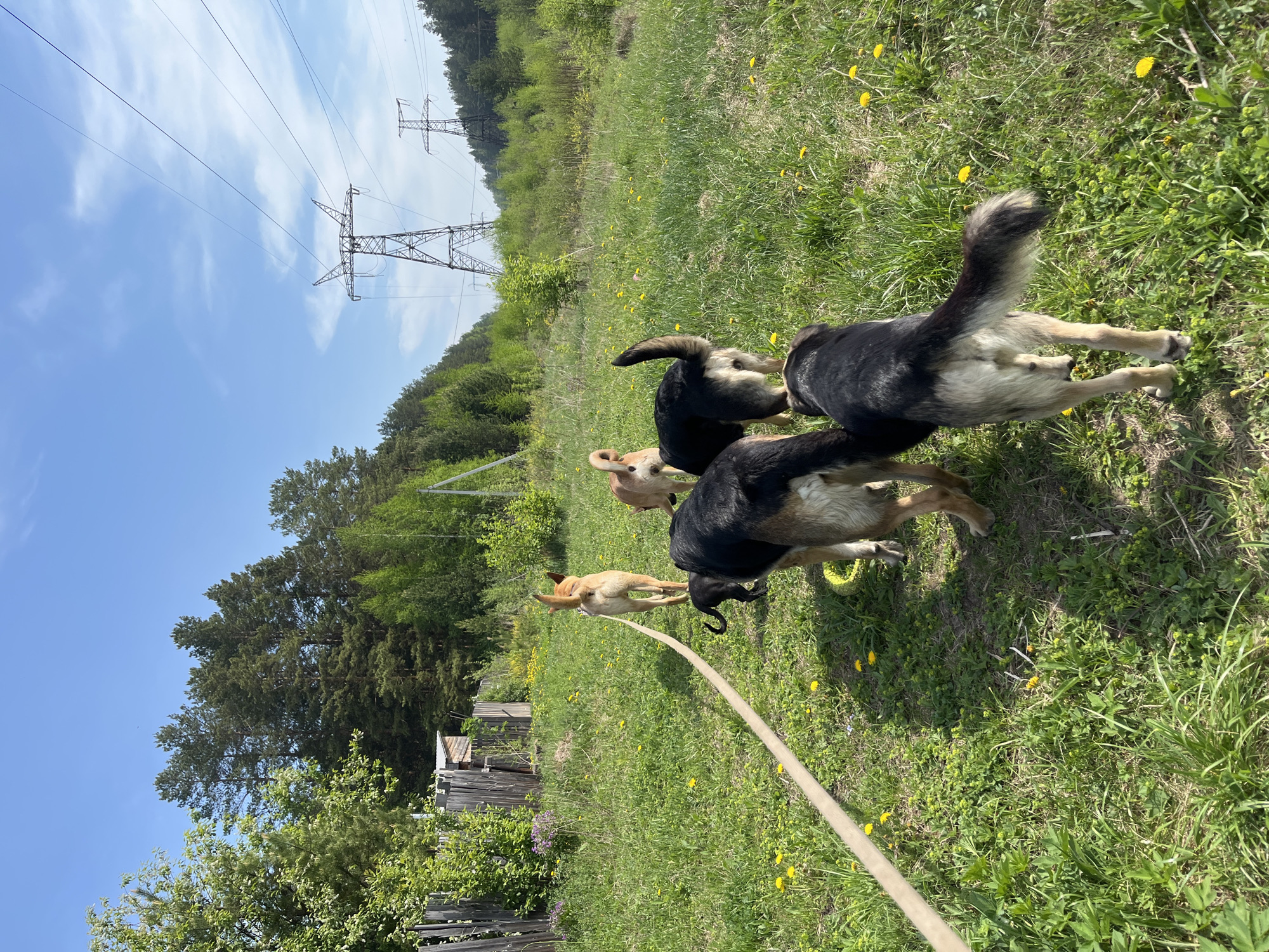 A daytime scene, possibly near Nizhny Tagil, Russia, features a grassy field with scattered yellow dandelions. Four dogs are present: one light brown dog and three mostly dark furred dogs, with lighter underbellies and legs. A light-colored leash extends across the field towards the bottom of the frame. In the background are trees, and a set of power lines towers. An old wooden fence runs along the lower left. The sky is blue with scattered clouds.