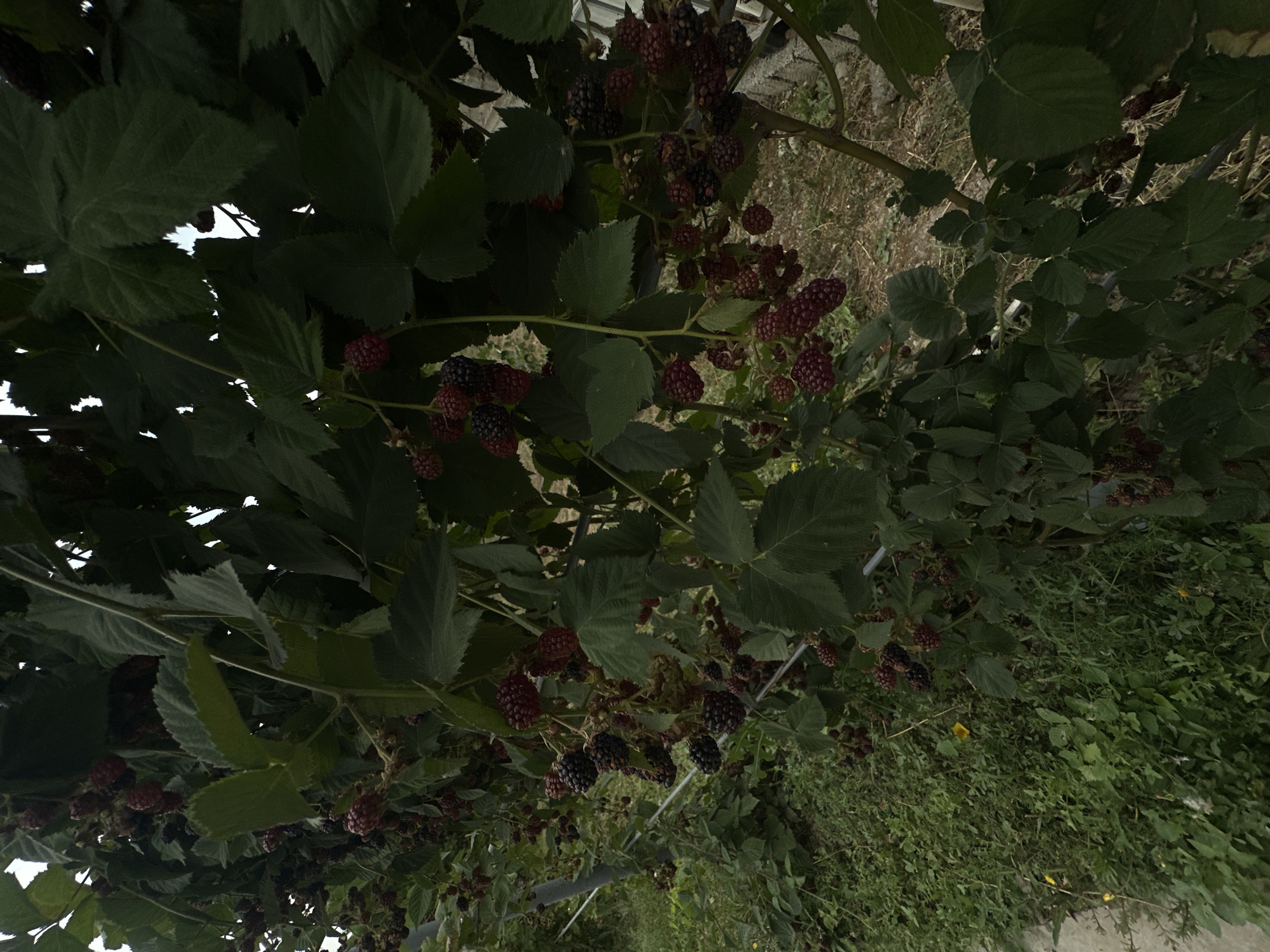 The image shows a close-up view of a blackberry bush with ripe and unripe berries, nestled among dark green leaves. The bush is growing on a trellis system with metal poles. The background consists of more foliage, a dirt path, and some weeds. The lighting suggests it is daytime, with some areas of dappled sunlight. The scene appears to be an outdoor setting, possibly a farm or garden in Jaukashty, Uzbekistan, given the context provided. There are no people visible in the image, nor any specific actions or interactions taking place. The focus is on the natural elements of the blackberry bush and its surroundings.