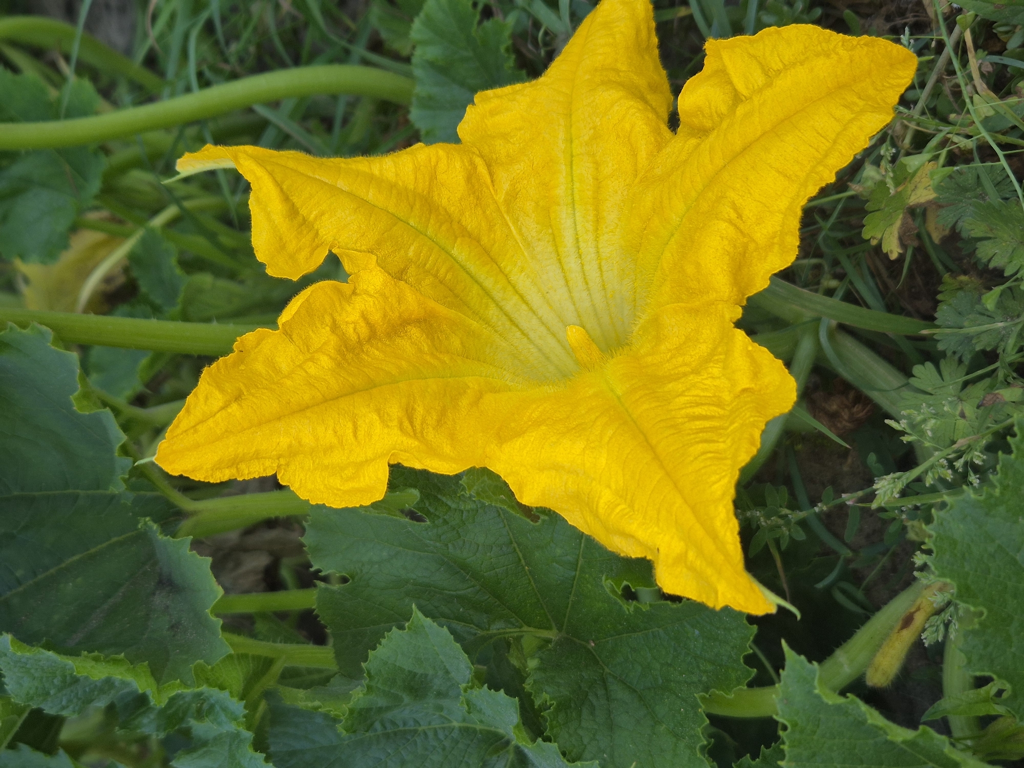 A close-up, eye-level, vertical shot captures a vibrant yellow squash blossom in full bloom. The flower's petals are a rich, textured yellow, with darker yellow veins radiating from the center. The blossom is surrounded by large, dark green squash leaves, some of which have serrated edges. The background is a blur of green foliage and the dark soil of a garden. The overall impression is one of natural beauty and growth. The scene is set in the rural area of Парыцкі сельскі Савет, Belarus.