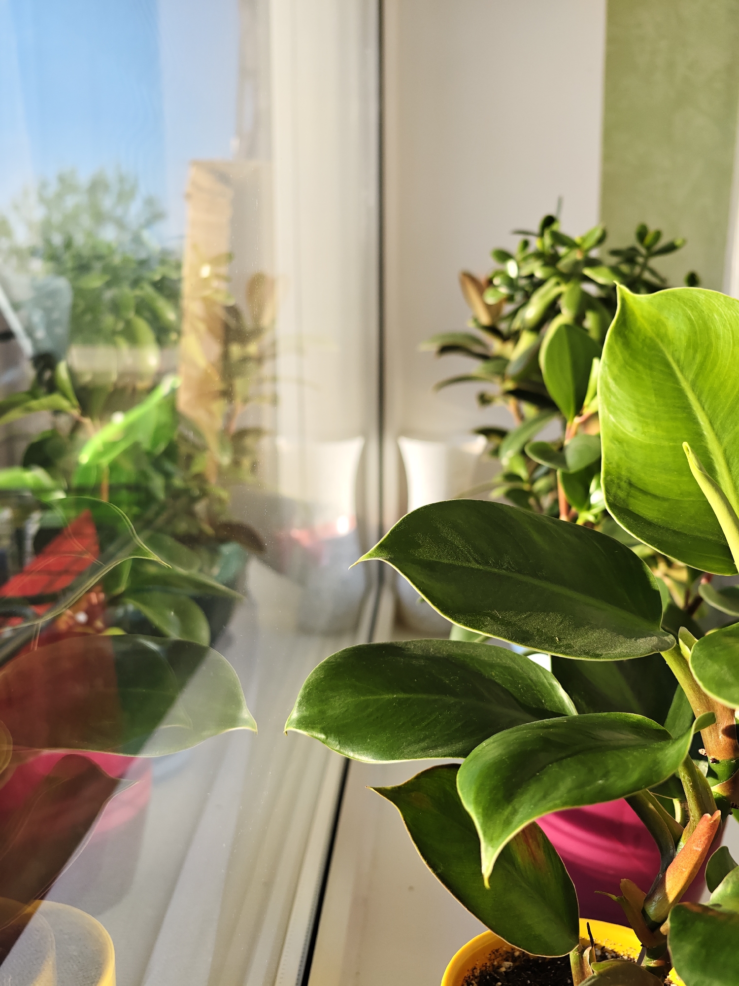 The image captures a vibrant, sunlit scene of houseplants on a window sill. In the foreground, a prominent houseplant with large, glossy, dark green leaves fills the right side, bathed in warm, golden sunlight. It is potted in a bright yellow container. Other green plants with smaller leaves are visible in the background, subtly out of focus.
The left half of the image is dominated by the reflection in the window pane. This reflection reveals a bright blue sky, the lush green foliage of outdoor trees, and a light-colored building in the distance, indicating a clear and sunny day. The reflection also shows other indoor elements, including a houseplant with distinctive red and green leaves, and two white, vase-like objects placed further inside the room.
The strong, direct sunlight creating highlights and shadows suggests the time of day is likely morning or late afternoon. The setting appears to be a peaceful indoor environment, possibly a home, with a white window frame and a light green wall visible in the interior background. There are no people present, no specific activity is taking place, and no visible text is discernible. The image conveys a sense of natural beauty and tranquility.