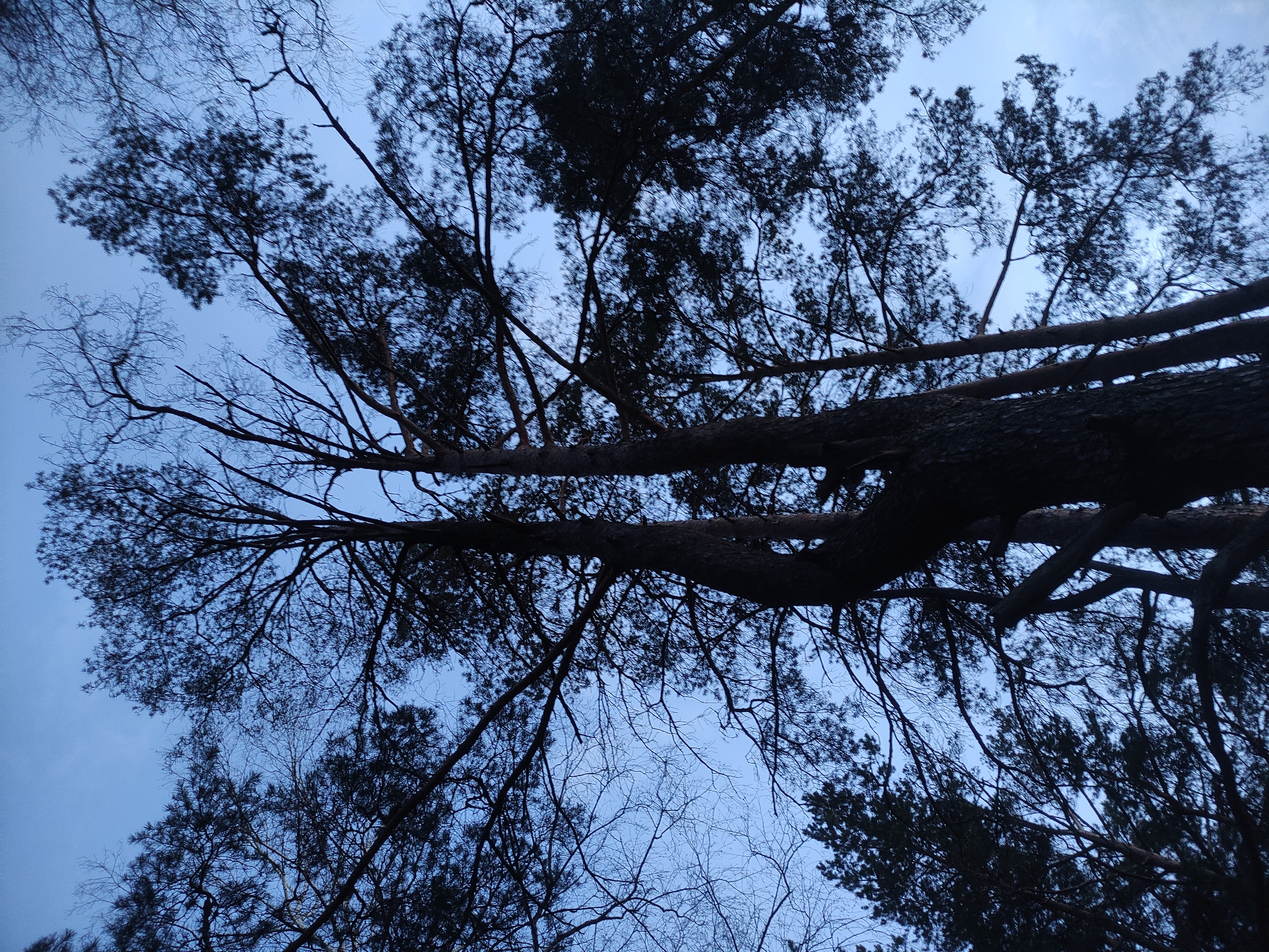 The image presents a low-angle perspective, looking upwards through the canopy of trees against a light blue sky. The primary subjects are the trees, silhouetted in dark, almost black tones, creating a stark contrast with the brighter sky. Several prominent tree trunks extend diagonally across the frame, showcasing rough, textured bark. Numerous branches, both thick and thin, intricate and gnarled, crisscross the sky. Some branches bear dense, needle-like foliage, characteristic of conifers, while others are bare, leafless branches, typical of deciduous trees during late autumn or winter.
The sky is a clear, uniform light blue, with slight variations in brightness suggesting either a soft, diffused daylight or the early stages of dawn or late afternoon/dusk. No specific activity or event is taking place; the image captures a moment of natural stillness. The scene evokes a sense of peace and immersion in nature. There are no people visible, nor any discernable man-made objects or text. Given the context, this woodland or forest scene is located in Chaikovsky, Russia.