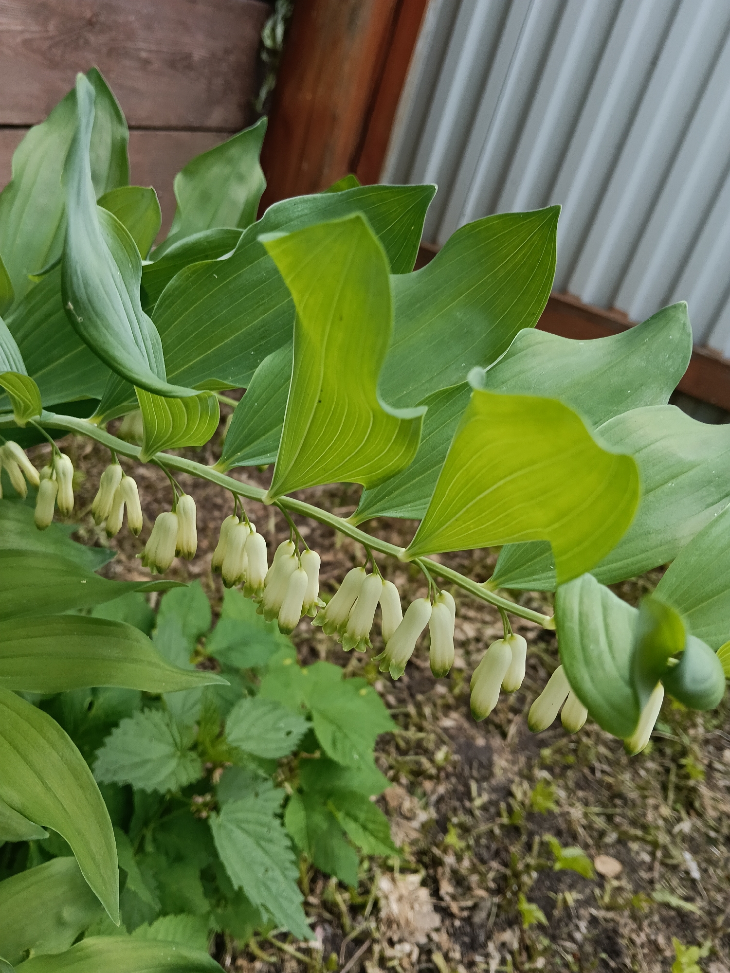 A ground-level, close-up shot depicts a flowering plant with elongated, cream-colored, bell-shaped blossoms hanging from a horizontal stem. Broad, elliptical, green leaves line the stem above the flowers. The backdrop includes a wooden fence on the left and corrugated metal siding on the right. Other green plants are visible in the lower left corner. The ground is a mix of soil, mulch, and sparse vegetation. The photo was taken in Красный Маяк, Russia.