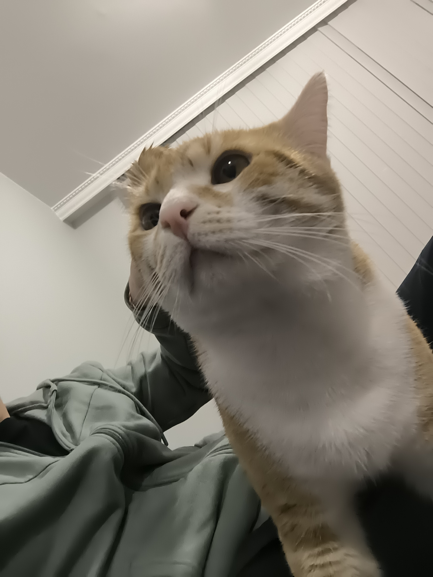 A close-up, low-angle shot shows a ginger and white cat with amber eyes looking upwards. The cat's face is the primary focus, with its pink nose and long white whiskers prominently displayed. Part of a person's body is visible in the lower left and behind the cat, dressed in a light green hooded sweatshirt. In the background, there is a white ceiling with decorative molding and a white wall with vertical paneling. No specific features indicate that the scene is in Varna, Bulgaria.