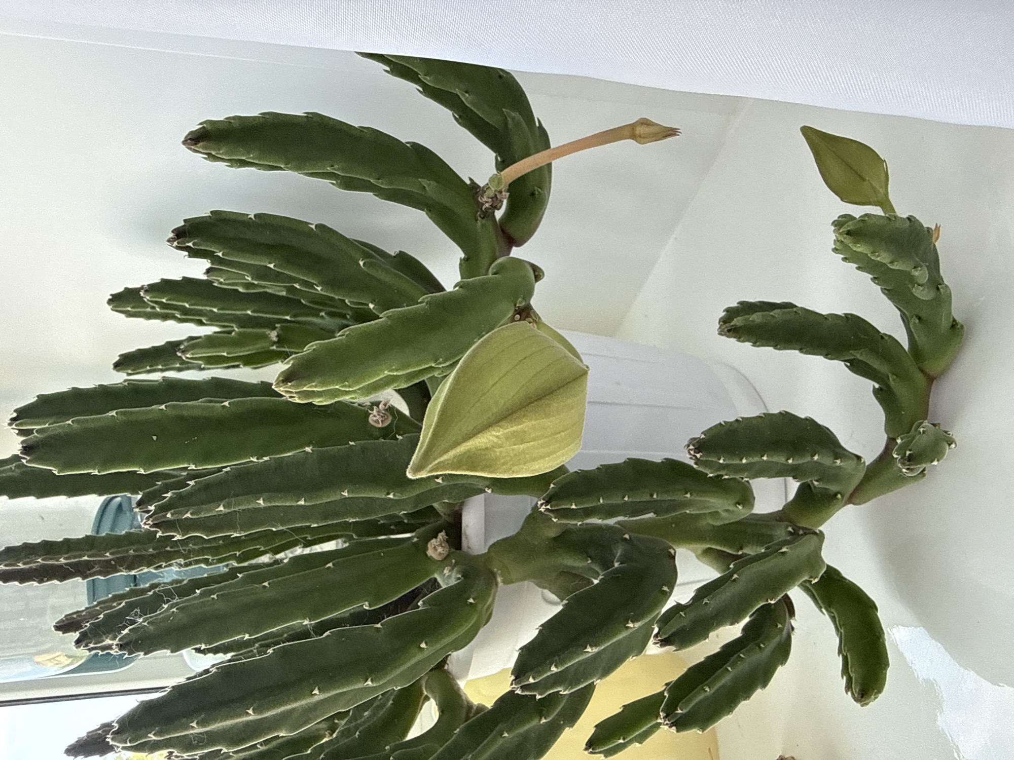 A tall, potted succulent plant with many green, segmented stems is shown in a close-up, eye-level shot. The plant has a large, pale green bud on its right side, and a thin, orange stem with a smaller bud hangs from the upper right of the plant. The succulent is in a white pot and sits on a white surface next to a sheer white curtain. The background is blurred and suggests a window with natural light coming through. The image is a still life of the plant.