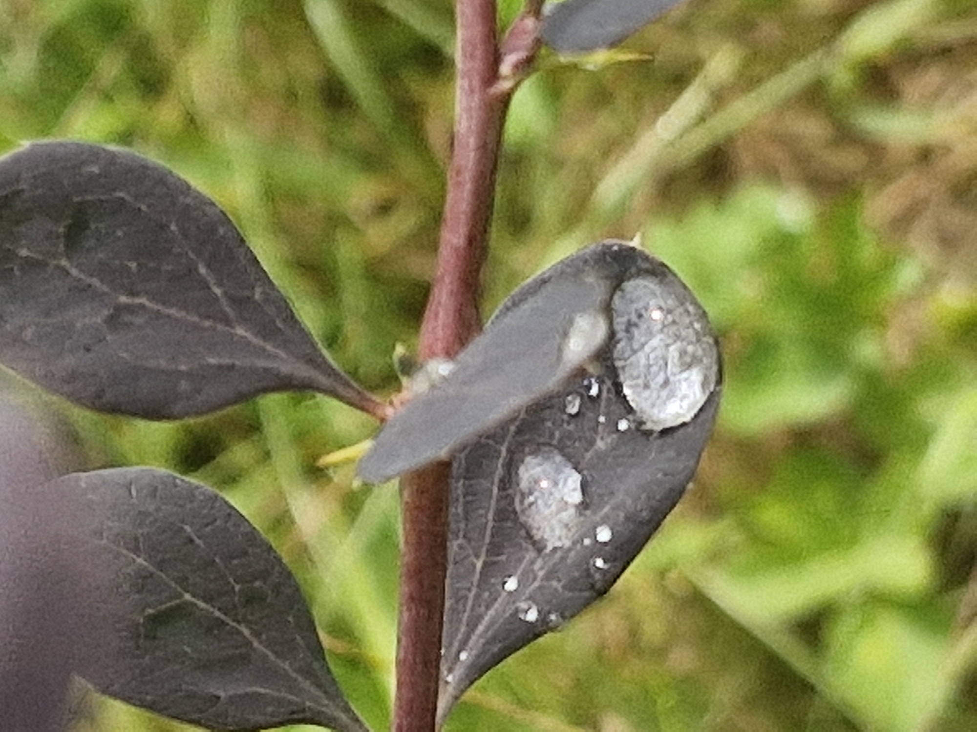 This is a close-up, high-angle, vertical, natural light photograph of a dark purple leaf with water droplets. The leaf is covered in small, round water droplets and one larger, irregular-shaped water droplet that reflects a bright point of light. The leaf has visible veins and a somewhat fuzzy texture. A thin, reddish-brown branch runs horizontally through the image behind the leaf. The background is out of focus and appears to be a mixture of green and brown grass and foliage. The image does not provide any specific details or context related to the city of Ķekava, Latvia.