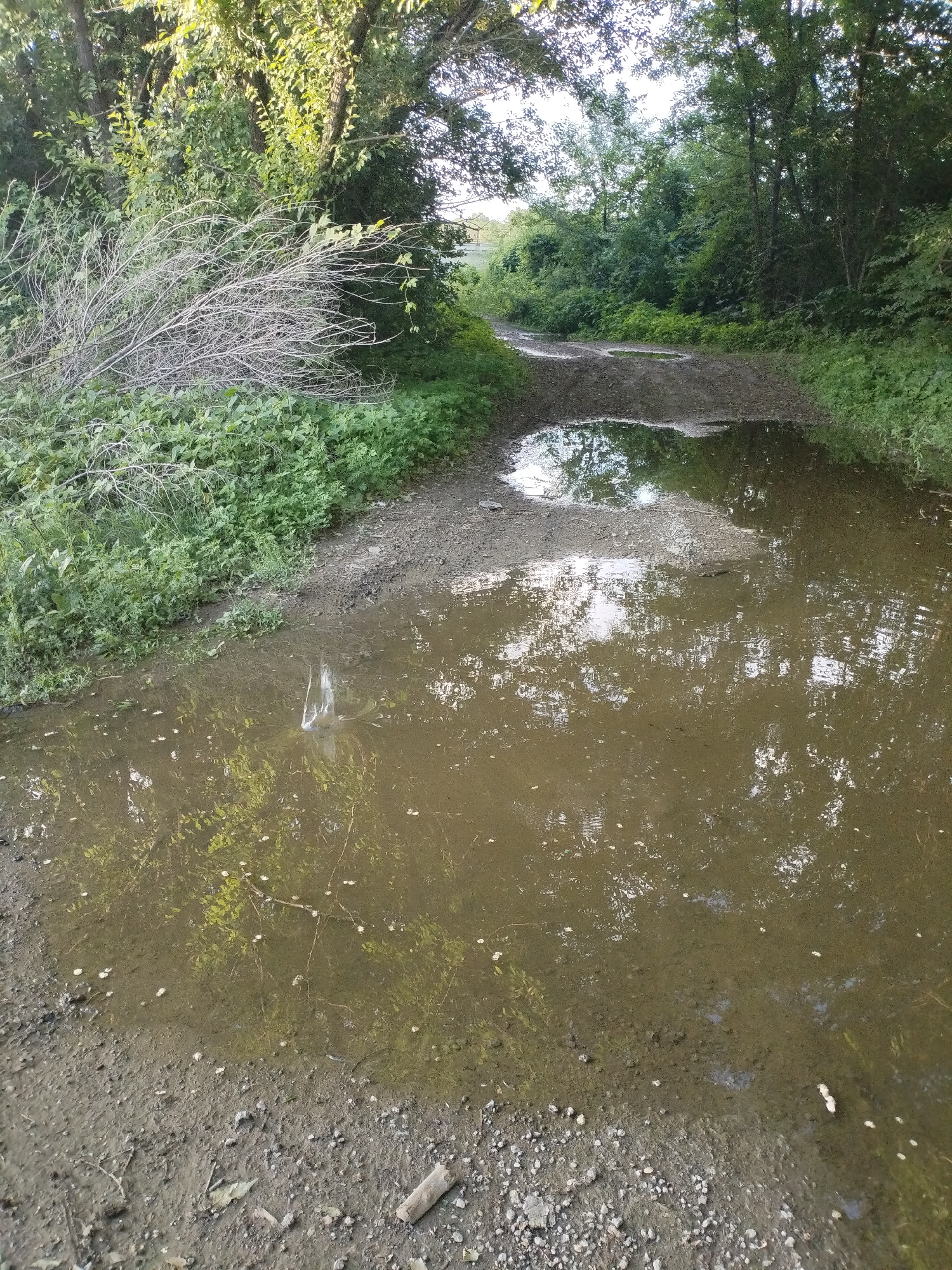 The image depicts a muddy, unpaved path in a wooded area. The path is largely covered with shallow puddles of murky water, reflecting the surrounding trees and sky. To the left of the path, there is dense green foliage and a pile of dry, light-colored branches. Further down the path, the trees continue to line the route, with sunlight filtering through the leaves. In one of the puddles, there is a splash of water, indicating recent disturbance. The ground is a mix of mud and gravel, with some small pebbles and debris scattered about. The overall impression is one of a natural, somewhat overgrown trail, possibly after a rain. The location is identified as being in Unknown, Unknown.