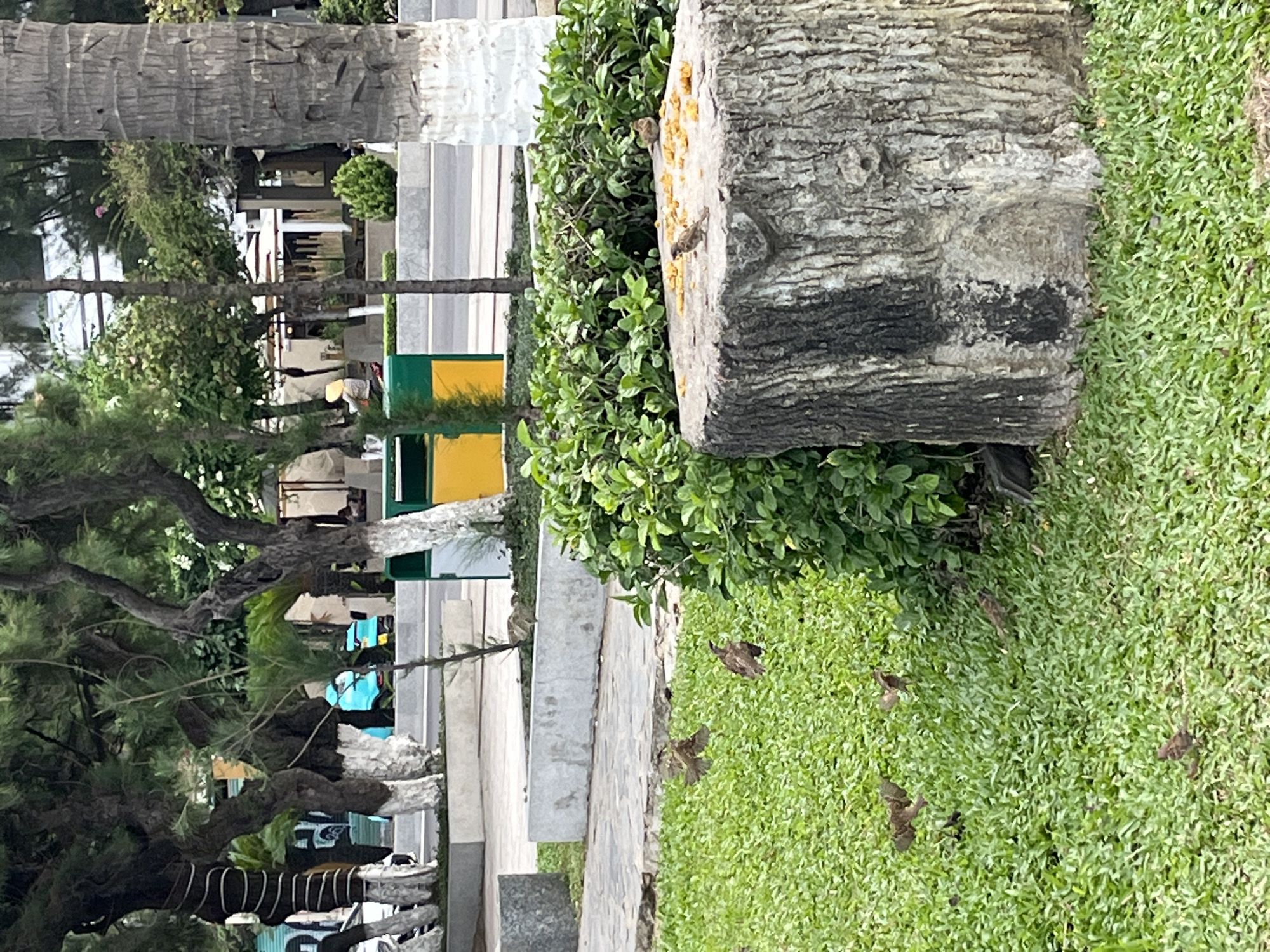 This is a medium-shot, eye-level photograph taken outdoors in a park-like setting in Nha Trang, Vietnam. The foreground is dominated by a large, rough-textured tree stump topped with scattered yellow food pellets, attracting several small brown sparrows. More sparrows are visible on the lush green grass to the left of the stump, with one bird in mid-flight. Behind the stump, a dense green bush partially obscures the view. In the background, a paved walkway and a concrete barrier are visible, with trees and foliage lining the area. Further back, a building with a white roof and several people are present, along with a turquoise scooter or small vehicle parked on a street. The overall environment suggests an urban park or public space in Nha Trang, likely a common area for birds to gather and feed.