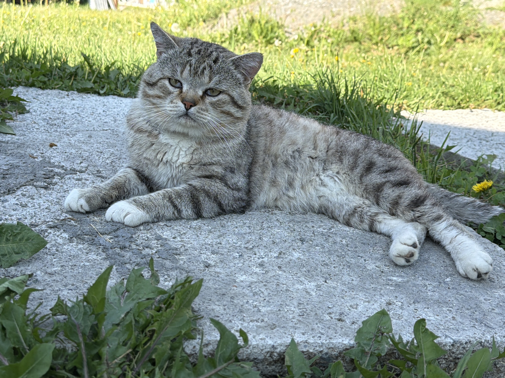 A grey tabby cat with white paws is lying on a grey concrete surface, with green grass and yellow flowers in the background. The cat is facing the camera with its eyes partially closed. The scene appears to be outdoors, possibly in a garden or yard, and the lighting suggests it is daytime with sunlight. The location is identified as Tashtagol, Russia.