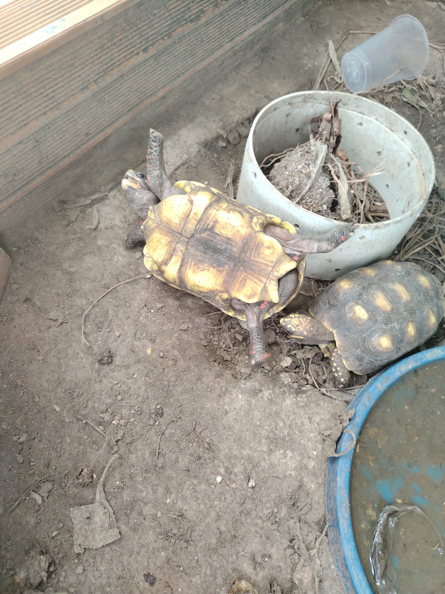 The image captures two tortoises in an outdoor, possibly enclosed, setting on a dirt ground in Tinaquillo, Venezuela.
The central subject is one tortoise, likely a Red-footed tortoise, lying on its back with its legs flailing upwards, indicating it is overturned and struggling to right itself. Its plastron (bottom shell) is visible, displaying a pale yellow and dark pattern. Reddish-orange markings are visible on its head and legs, which are extended.
Adjacent to the overturned tortoise is another Red-footed tortoise, facing away from its companion and positioned near a blue plastic basin filled with murky water. This second tortoise is upright, showing its dark carapace (upper shell) with distinctive yellow blotches. It also has red or orange markings on its visible legs.
The scene is set on uneven, dry dirt ground, scattered with small debris, sticks, and dried leaves. In the background, there are weathered wooden planks, possibly part of a wall or a raised garden bed. To the left of the struggling tortoise, a white plastic bucket or container, perforated with holes, is filled with soil and plant matter. A clear, overturned plastic cup lies near this white container. The blue basin is partially visible in the bottom right corner, containing what appears to be water mixed with dirt or algae.
The image depicts a moment of potential distress for one tortoise while the other remains placid. There is no visible text in the image.