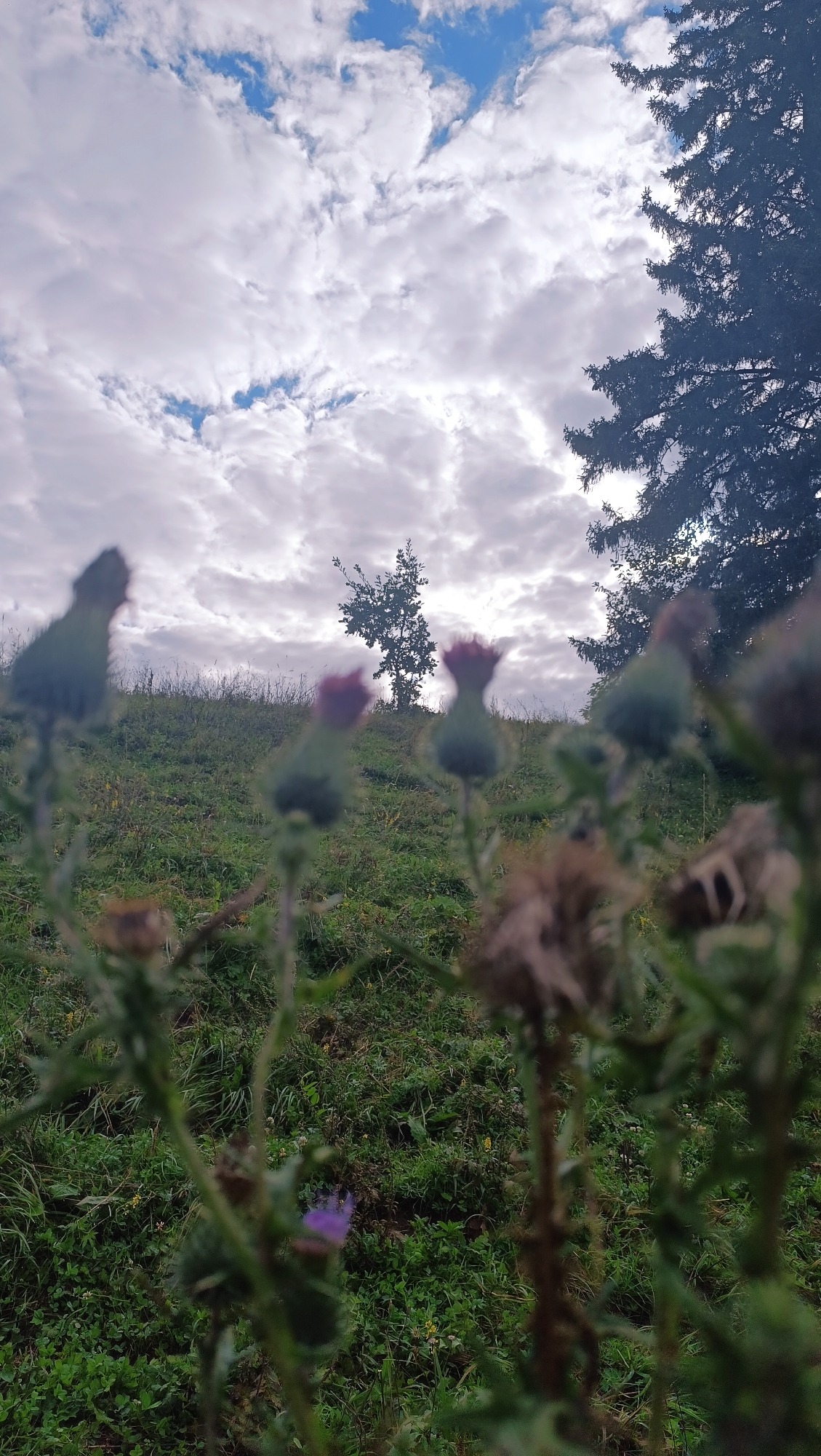The image depicts an outdoor scene with a focus on vegetation in the foreground and a sky with clouds in the background. The foreground is dominated by blurred thistles, some with purple flower buds, and other green plants. A grassy hill slopes upward, with a single tree silhouetted against the sky in the mid-ground. On the right side of the image, the dark silhouette of a coniferous tree is visible. The sky is partly cloudy, with patches of blue sky showing through. There are no people or animals visible in the image, and no discernable actions or interactions are taking place. The environment appears to be a natural, possibly rural or park-like setting. The location in the city of Karsha, Russia, cannot be determined from the visual information provided in the image.
