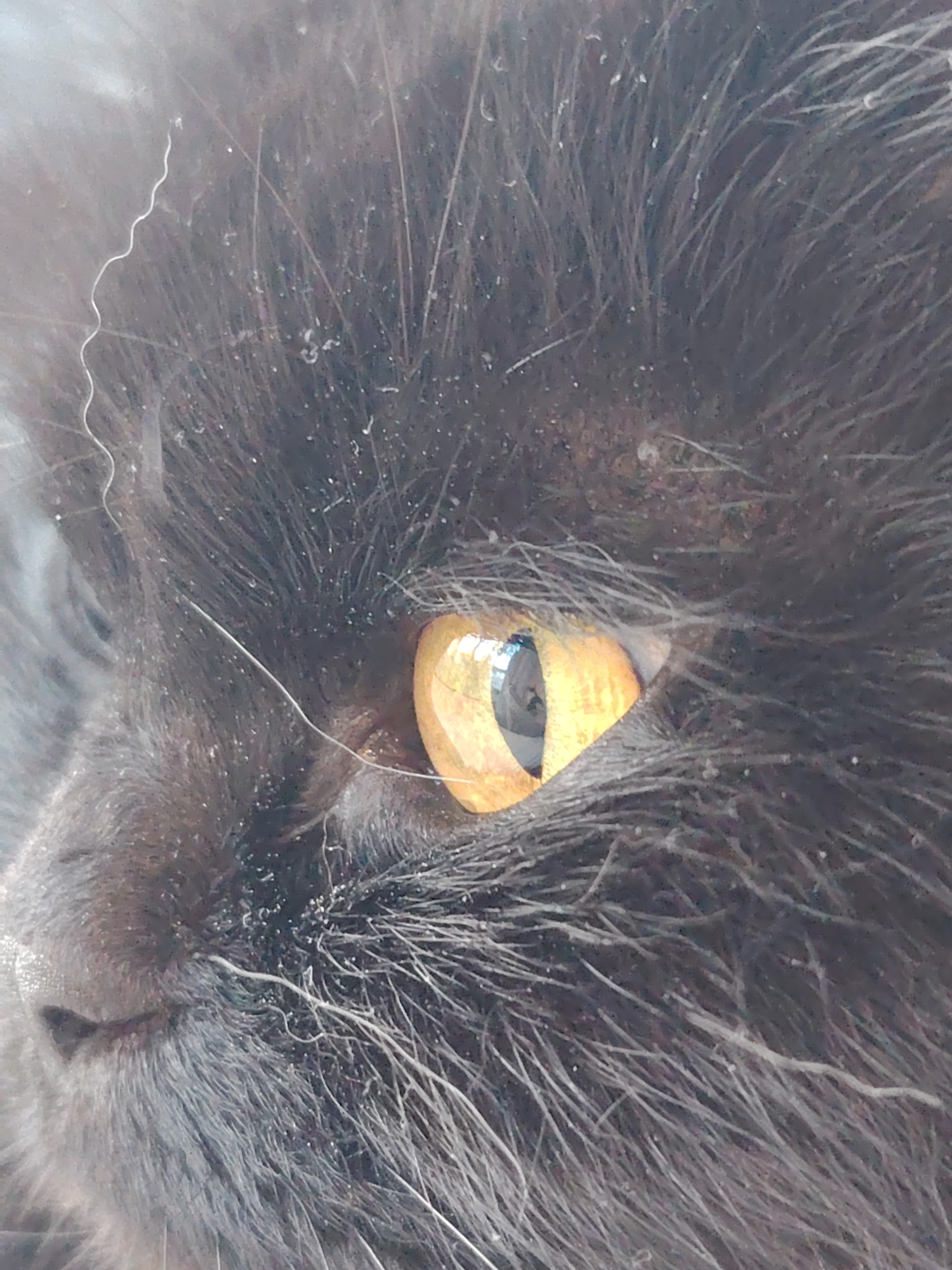 This is a very close-up, detailed portrait of a black cat, with a strong emphasis on its striking golden-yellow eye. The cat's eye, featuring a vertical pupil, is the central and most illuminated element, showing a clear reflection of a light source, possibly a window or bright ambient light.
The cat has thick, long, black fur that dominates the frame. Numerous small, white specks, resembling dust, dander, or fine debris, are visible scattered across the dark fur. Several distinct thin, wavy white strands, likely stray hairs or lint, are also present, particularly in the upper left corner and across the cat's face. Part of the cat's nose and muzzle are visible on the left side of the image.
The background is softly blurred, keeping the focus entirely on the cat's head. The cat's expression appears neutral and watchful. There is no visible text, and no specific location or time of day can be determined from the image, though the lighting on the eye suggests a bright environment.