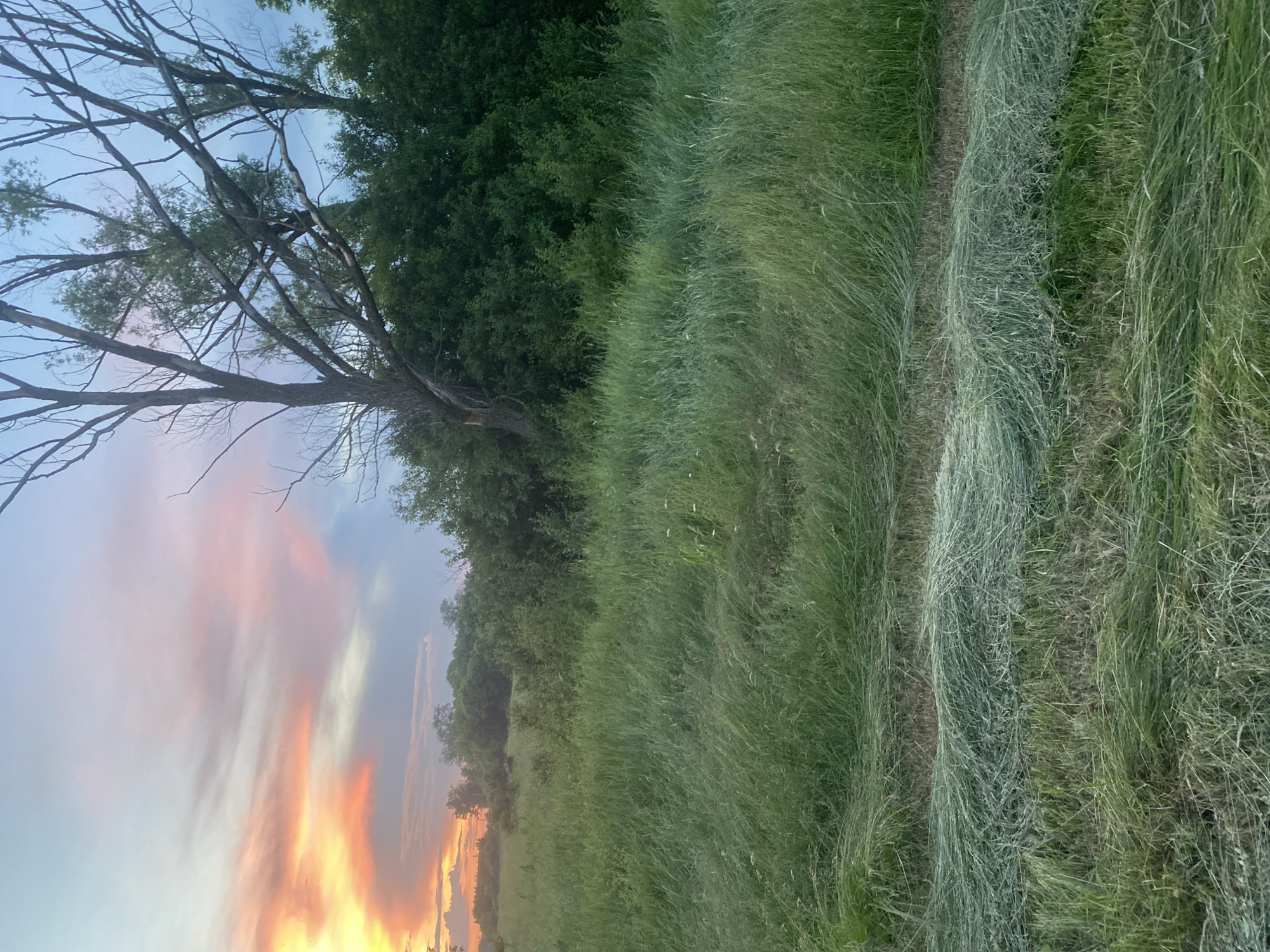The image shows a rural scene at dusk in Matiashivka, Ukraine. In the foreground, rows of freshly cut hay lie on a grassy field. The middle ground is dominated by tall, green grass and a dense line of trees and bushes. A dead tree with sparse branches is prominent on the right side of the frame. The background features a field extending towards a line of trees and bushes, with a dramatic sky overhead displaying hues of orange, pink, and blue from the setting sun. The sky suggests it is late evening or early morning.