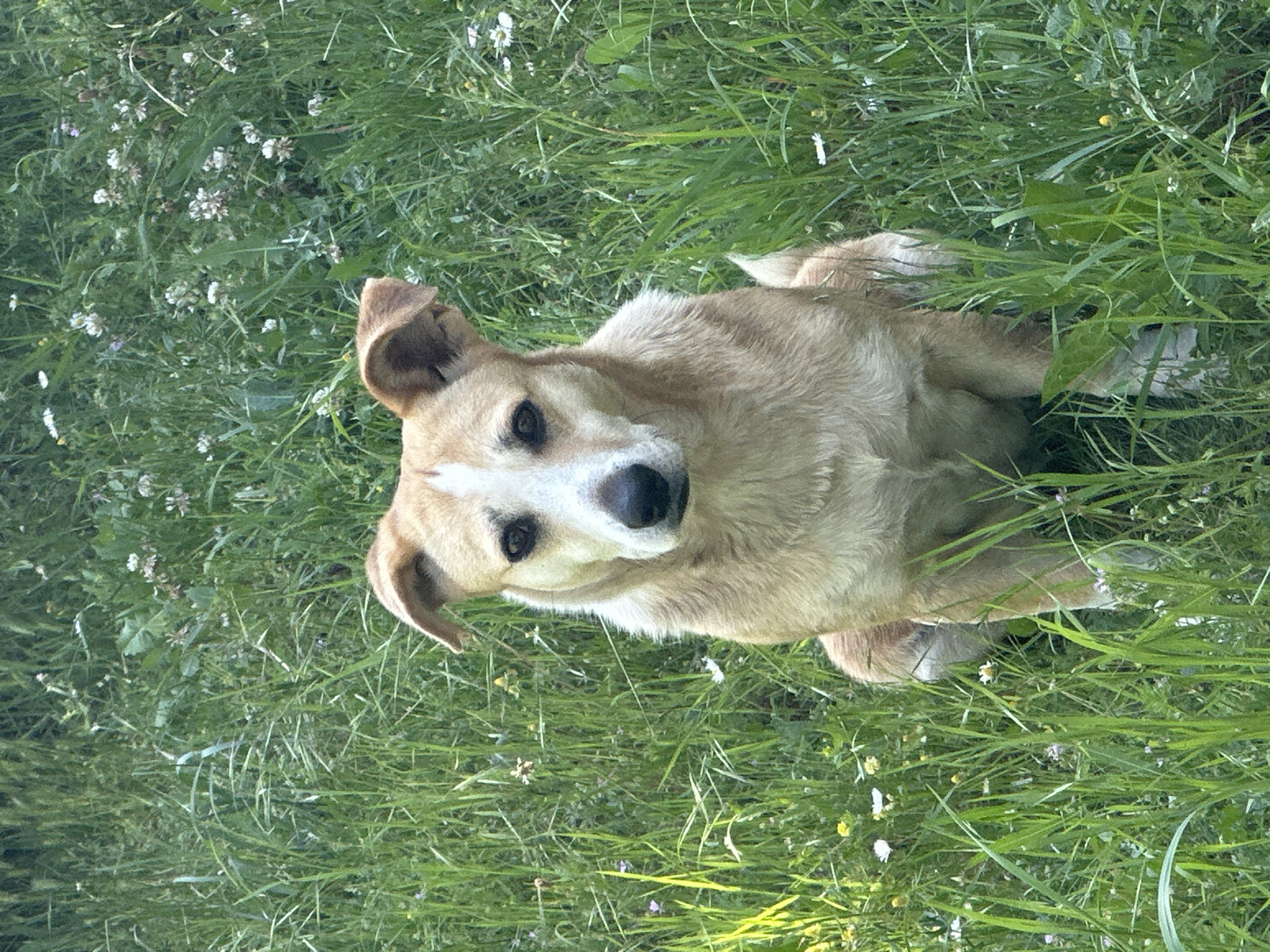A light-colored dog, predominantly tan or sandy-brown with white markings, is pictured outdoors, looking directly at the viewer. The dog has white fur on its muzzle, forehead, and chest, contrasting with its darker brown fur elsewhere, particularly on its ears and back. Its eyes are dark and expressive, and its ears are partially perked, indicating alertness.
The dog is situated in a vibrant green field filled with tall grass and various small white and light purple wildflowers. This lush, natural environment suggests a wild meadow or a rural setting. The dog appears to be sitting or lying down, with its front paws visible, while the dense surrounding foliage partially obscures its lower body.
The image is captured in soft, natural daylight, implying a pleasant daytime scene without harsh shadows. The dog's expression is calm and attentive, suggesting a moment of quiet observation or engagement with the person taking the photo. The setting is consistent with a rural outdoor area, such as Staro Selo, Bulgaria. There is no visible text in the image.