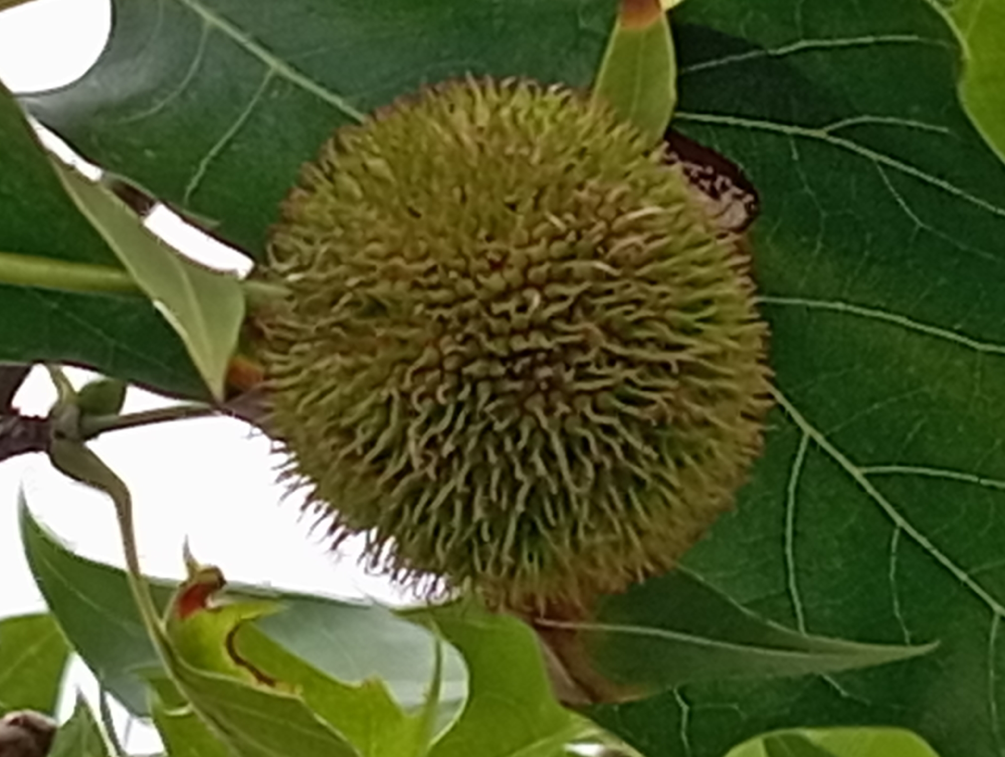 A close-up, slightly blurry, full-frame shot of a spiky, spherical fruit hanging from a tree branch. The fruit is greenish-brown and covered in numerous short, stiff spines. It is surrounded by large, green leaves, some of which are tinged with brown at the edges. The background is mostly bright white, suggesting an overcast sky or a bright light source behind the foliage. The image appears to be taken in Nitra, Slovakia, given the context provided. There are no people, animals, or man-made objects visible in the frame.