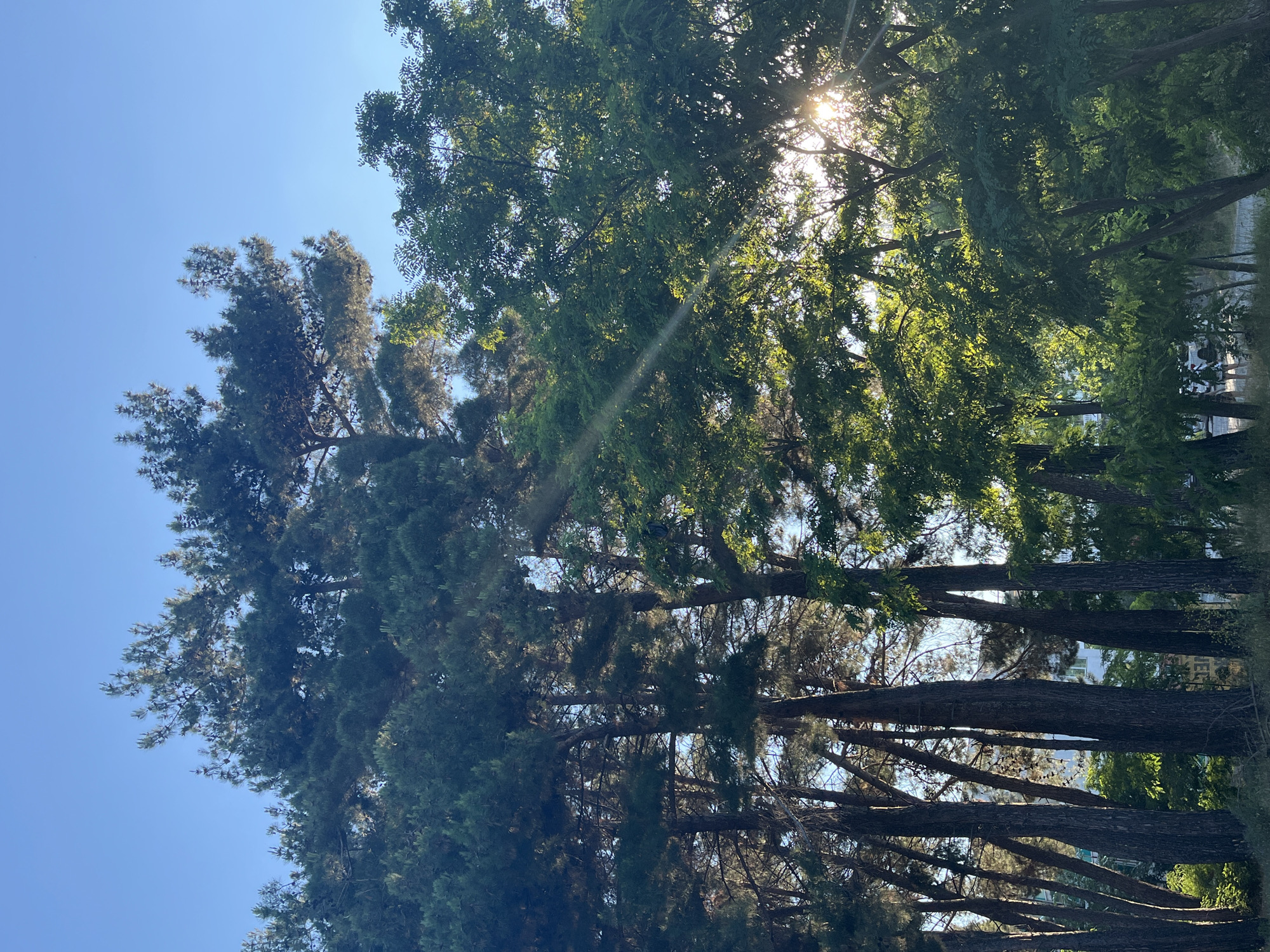 The image captures a dense cluster of trees, primarily pines and leafy deciduous trees, under a clear blue sky. Sunlight filters through the branches, creating visible light rays and illuminating patches of foliage. In the background, through gaps in the trees, several buildings are partially visible, suggesting an urban or suburban setting. The overall scene is natural, with a focus on the interplay of light and shadow within the tree canopy. This appears to be a view from a public park or a residential area with significant tree cover in Nesebar, Bulgaria.